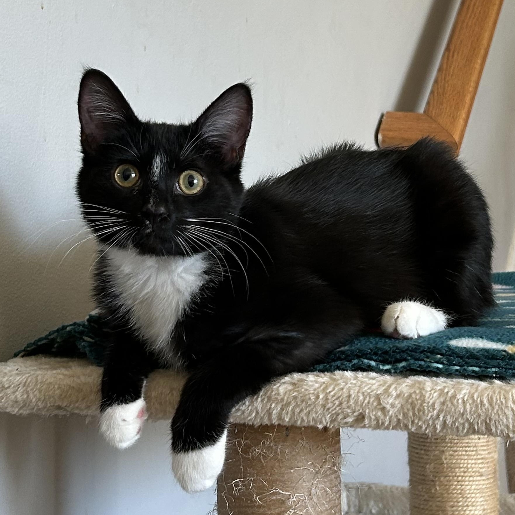 Benny, adopted, Kitten Female Domestic Short Hair.
