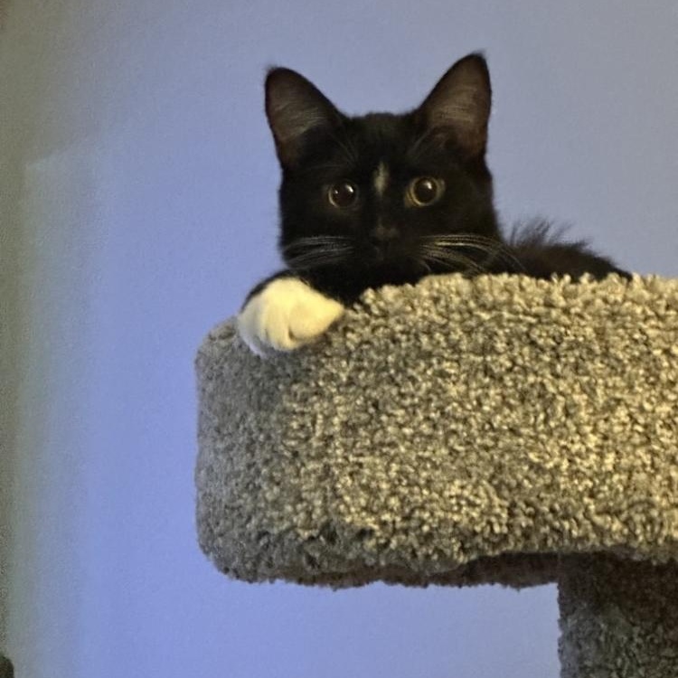 Enlarge Benny, an adopted Domestic Short Hair in Stafford, VA image 6/6