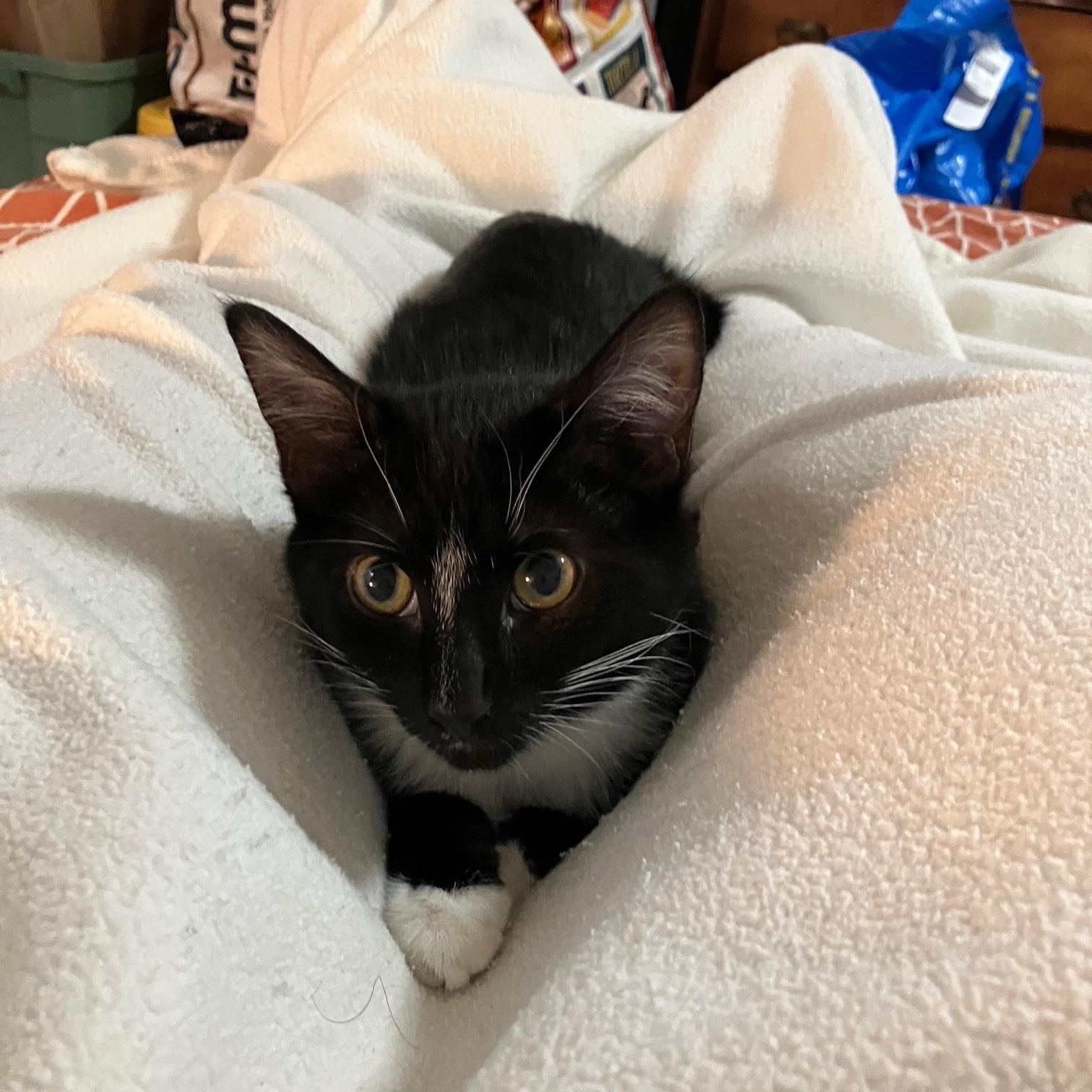 Enlarge Benny, a ADOPTABLE Domestic Short Hair in Stafford, VA image 5/6