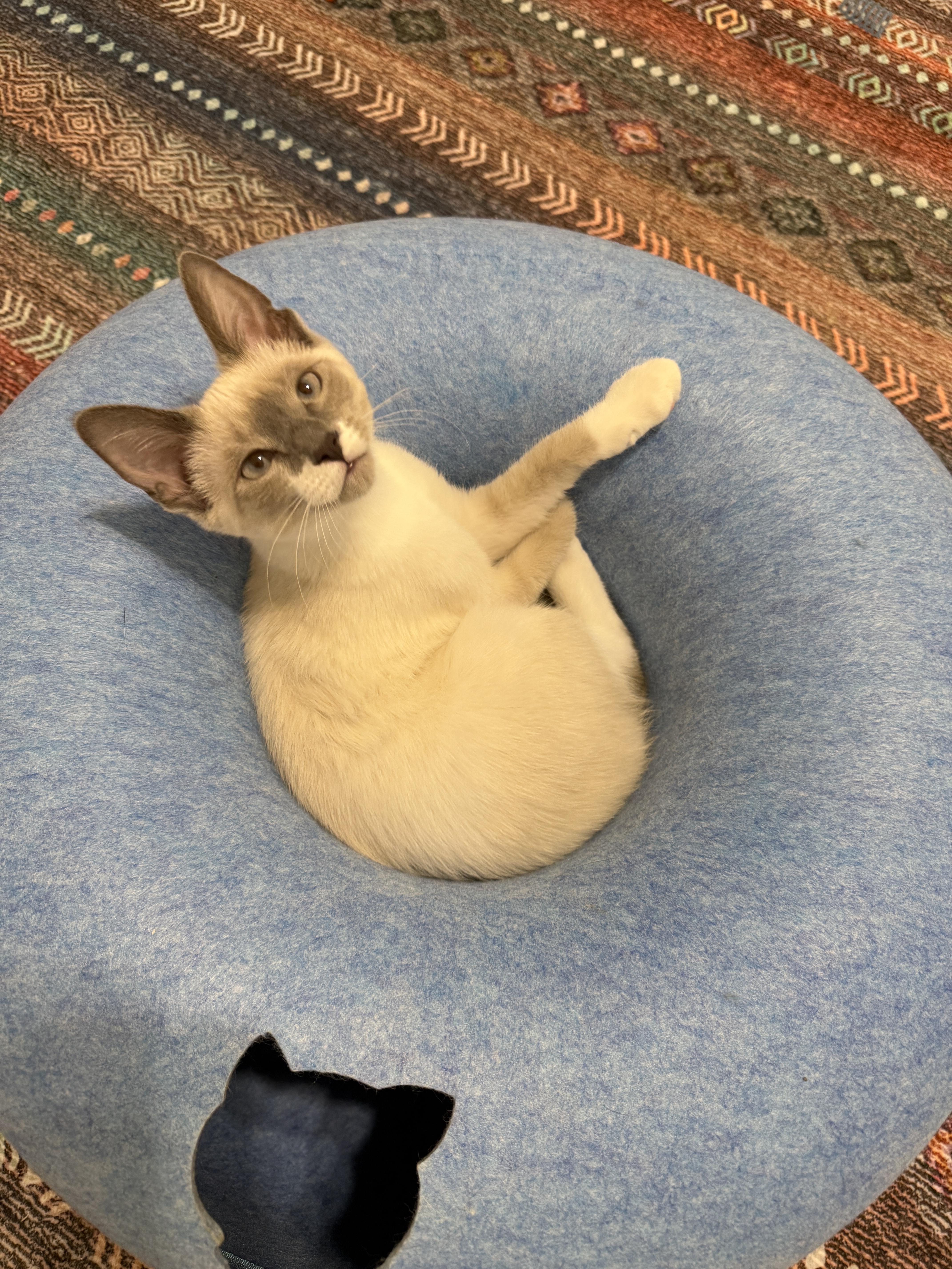 Enlarge Sky & Indigo, an adopted Siamese in Leesburg, VA image 4/5