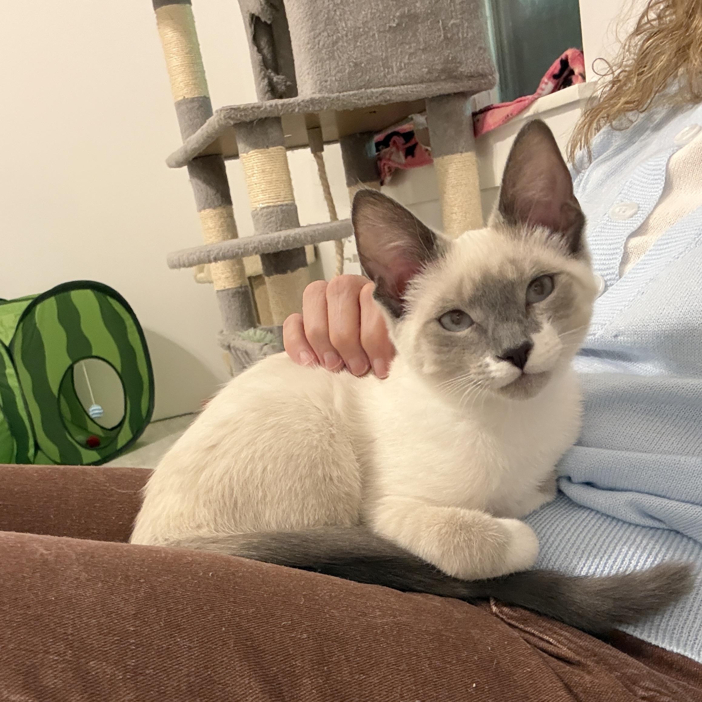 Enlarge Sky & Indigo, an adopted Siamese in Leesburg, VA image 5/5