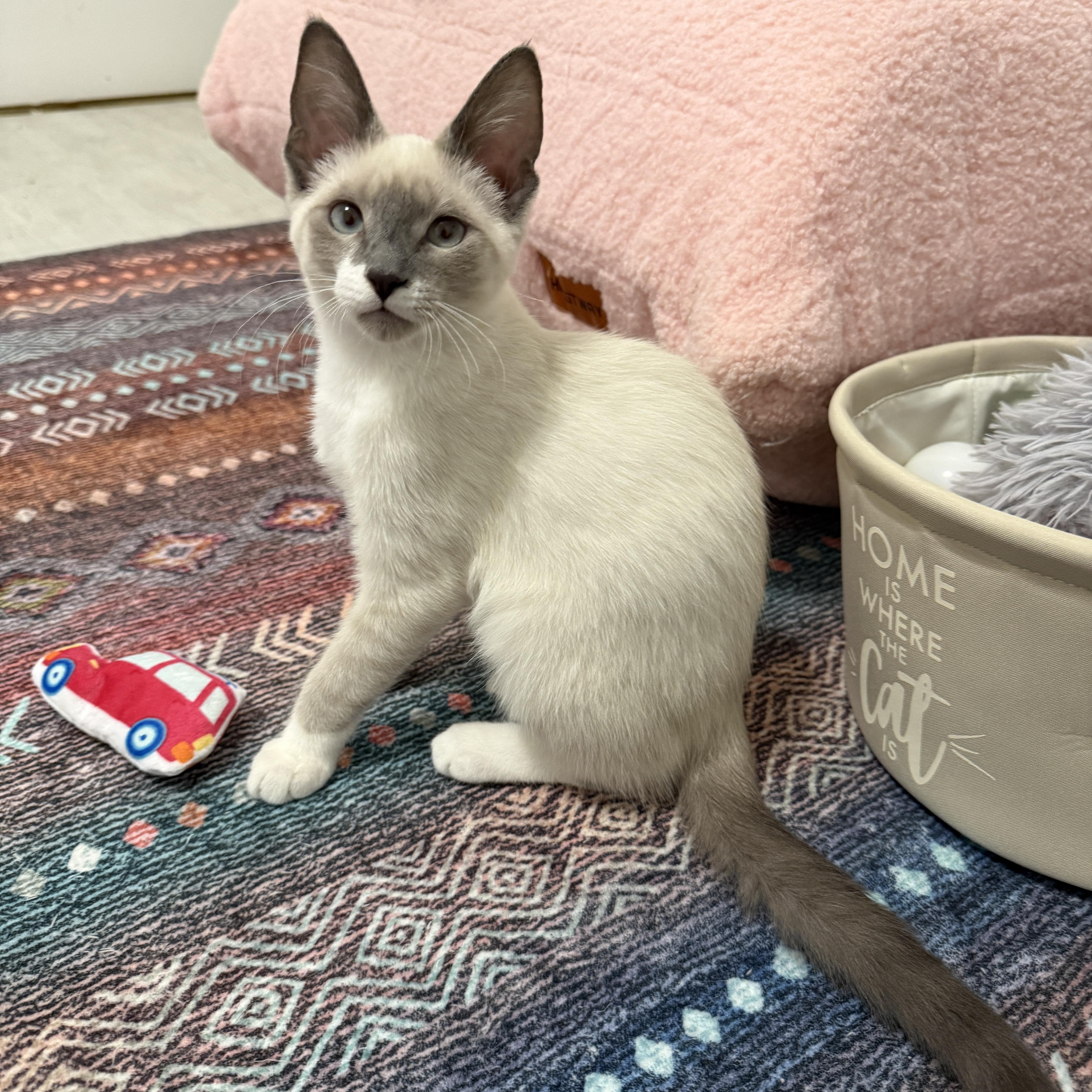 Enlarge Sky & Indigo, an adopted Siamese in Leesburg, VA image 1/5