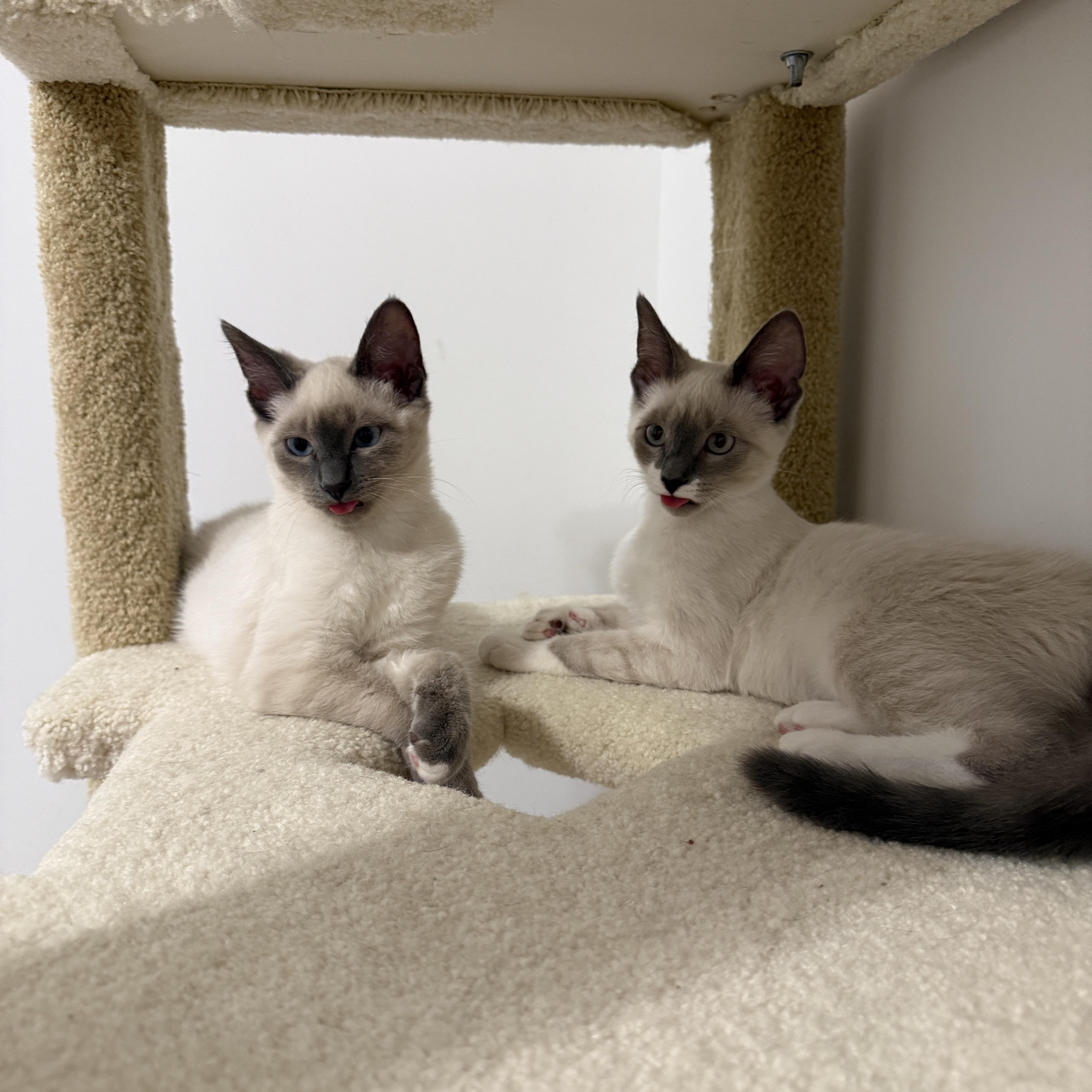 Enlarge Sky & Indigo, an adopted Siamese in Leesburg, VA image 3/5