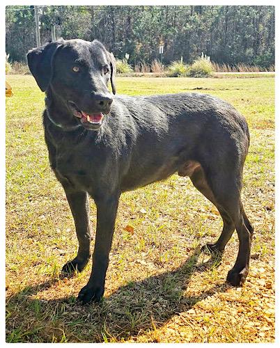 Sashimi — thumbnail 2