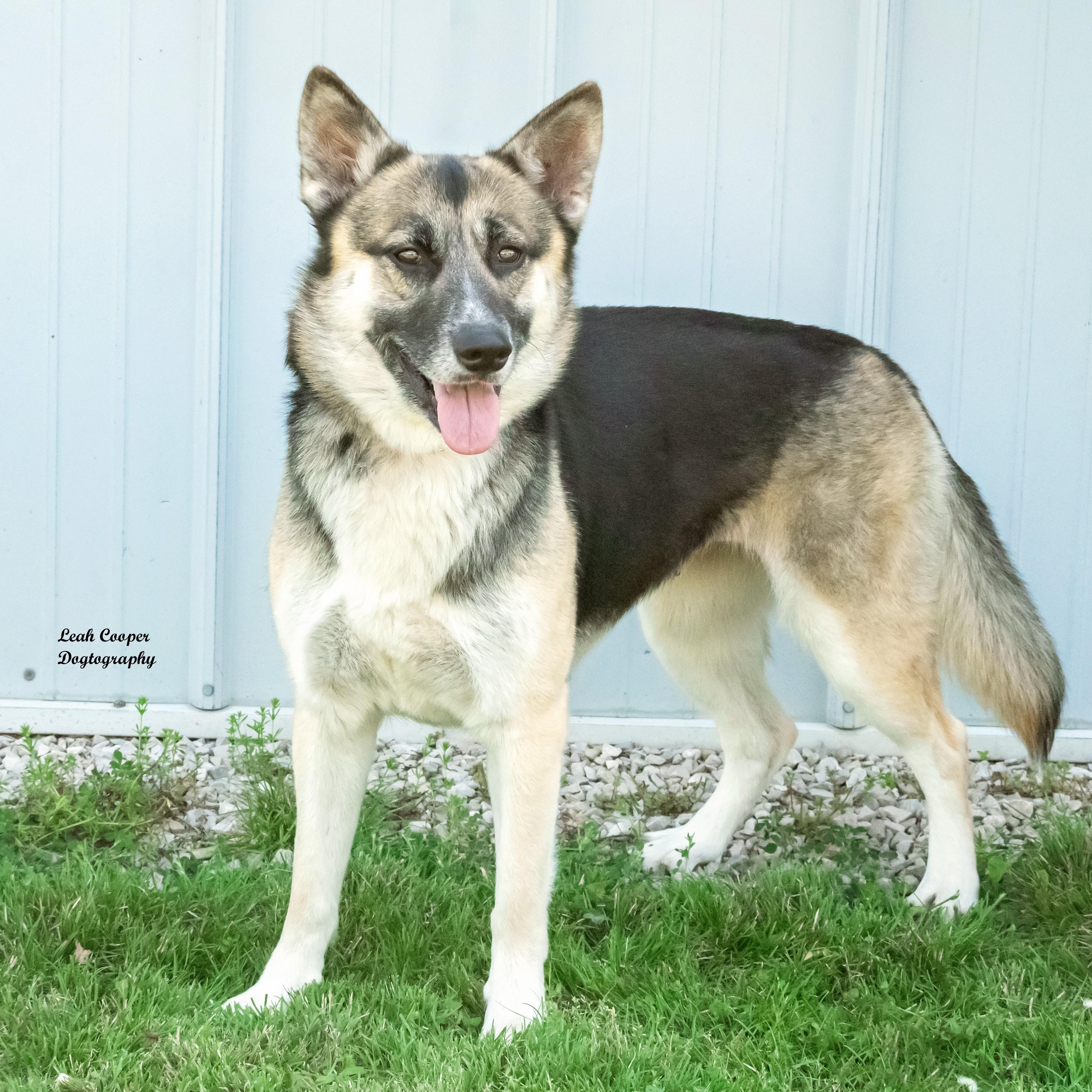 Enlarge Eliza, a ADOPTABLE mixed breed in Henderson, KY image 3/3