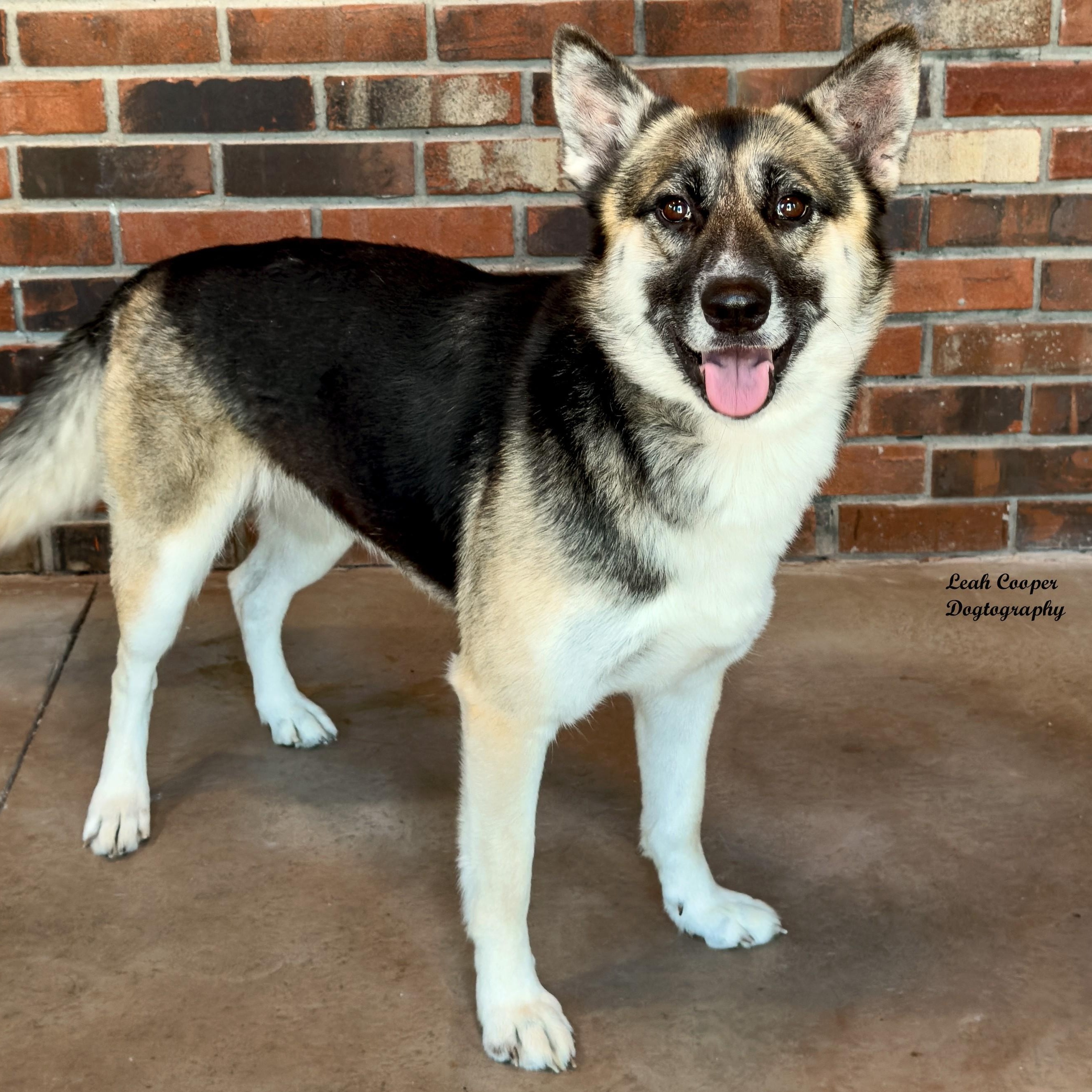 Enlarge Eliza, a ADOPTABLE mixed breed in Henderson, KY image 2/3