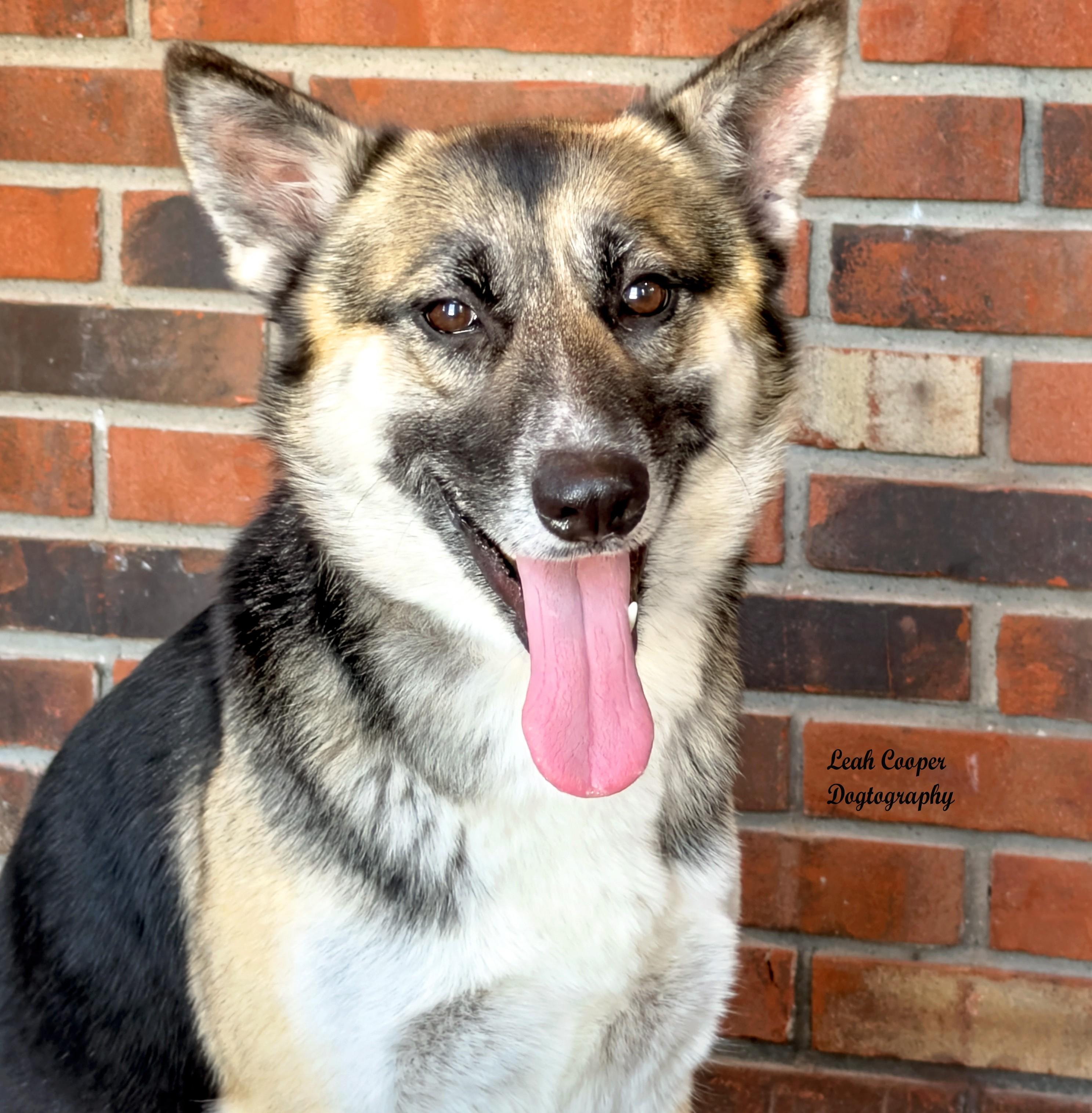 Enlarge Eliza, a ADOPTABLE mixed breed in Henderson, KY image 1/3