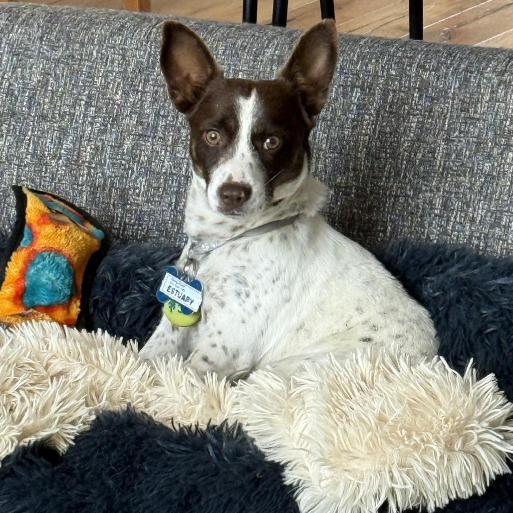 Estuary, Adoptable, Young Male Terrier.