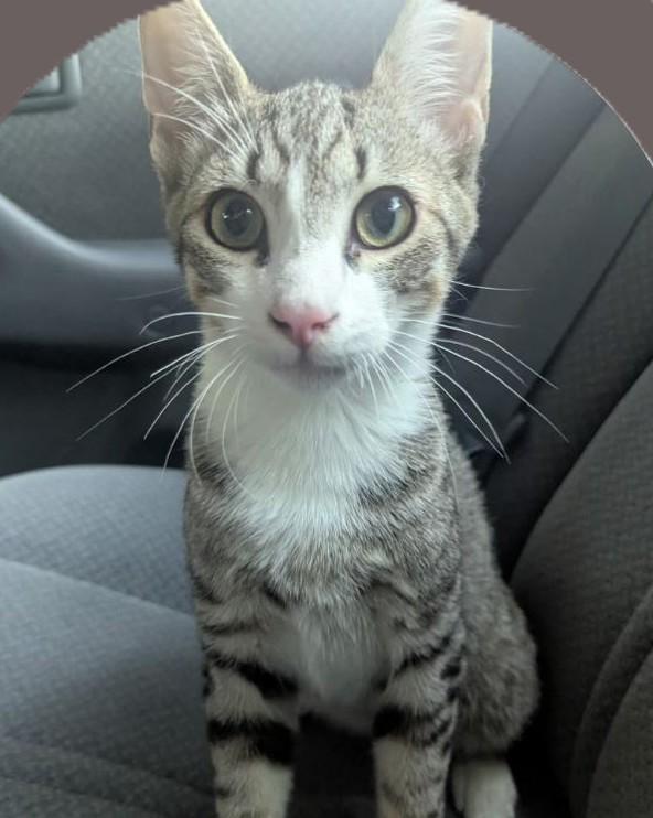 Enlarge Mochi, a ADOPTABLE Domestic Short Hair in Chico, CA image 1/1