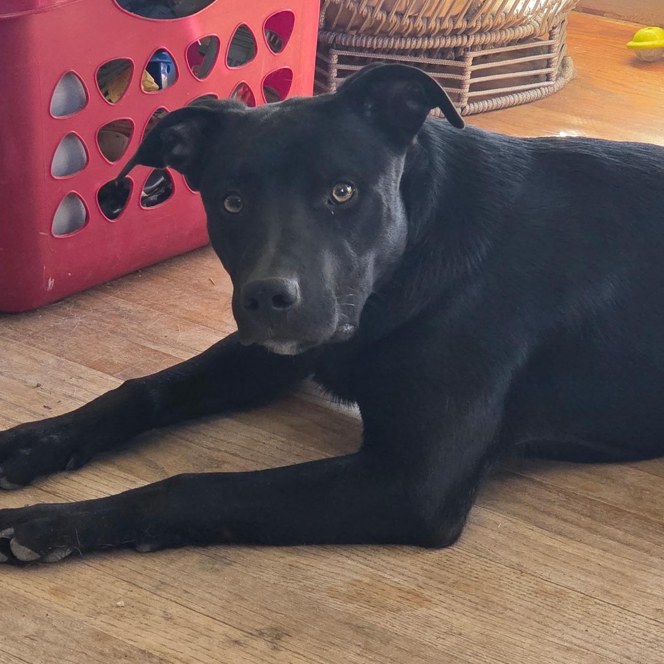 7 month old pup (not at the shelter please call Donene at406-799-1022), an adoptable Border Collie in Choteau, MT, 59422 | Photo Image 1