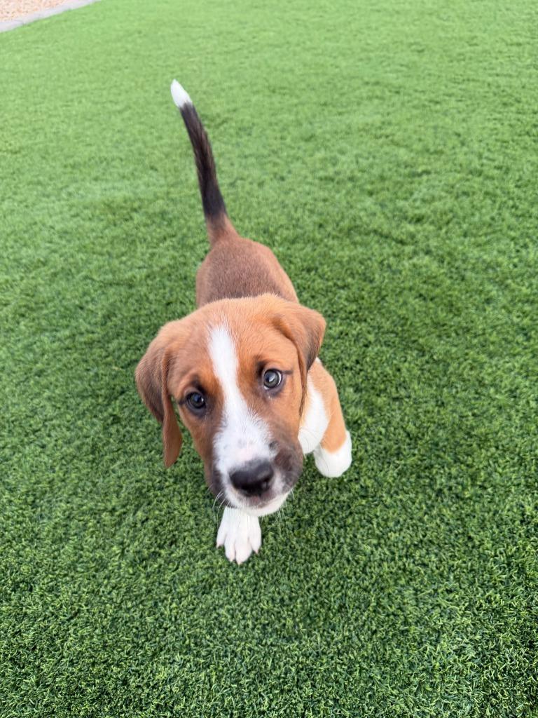 Roger, Adoptable, Puppy Male Shepherd & Hound.