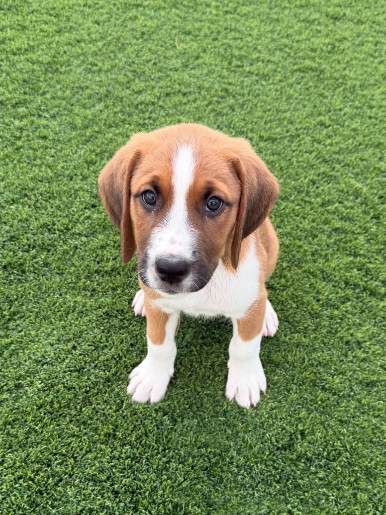 Enlarge Roger, a Adoptable mixed breed in Phoenix, AZ image 2/5