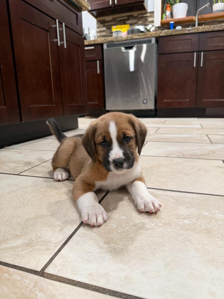 Enlarge Roger, a Adoptable mixed breed in Phoenix, AZ image 3/5