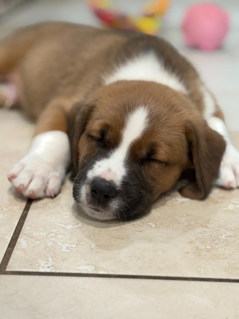 Enlarge Roger, a Adoptable mixed breed in Phoenix, AZ image 4/5