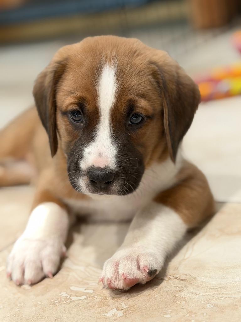 Enlarge Roger, a Adoptable mixed breed in Phoenix, AZ image 5/5