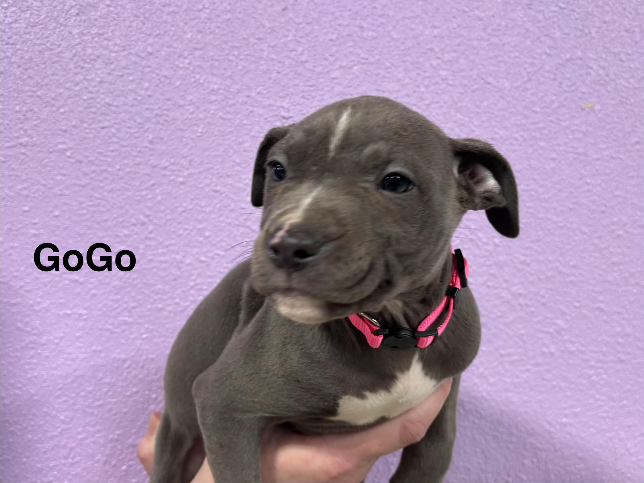 GoGo, ADOPTABLE, Puppy Female Pit Bull Terrier.