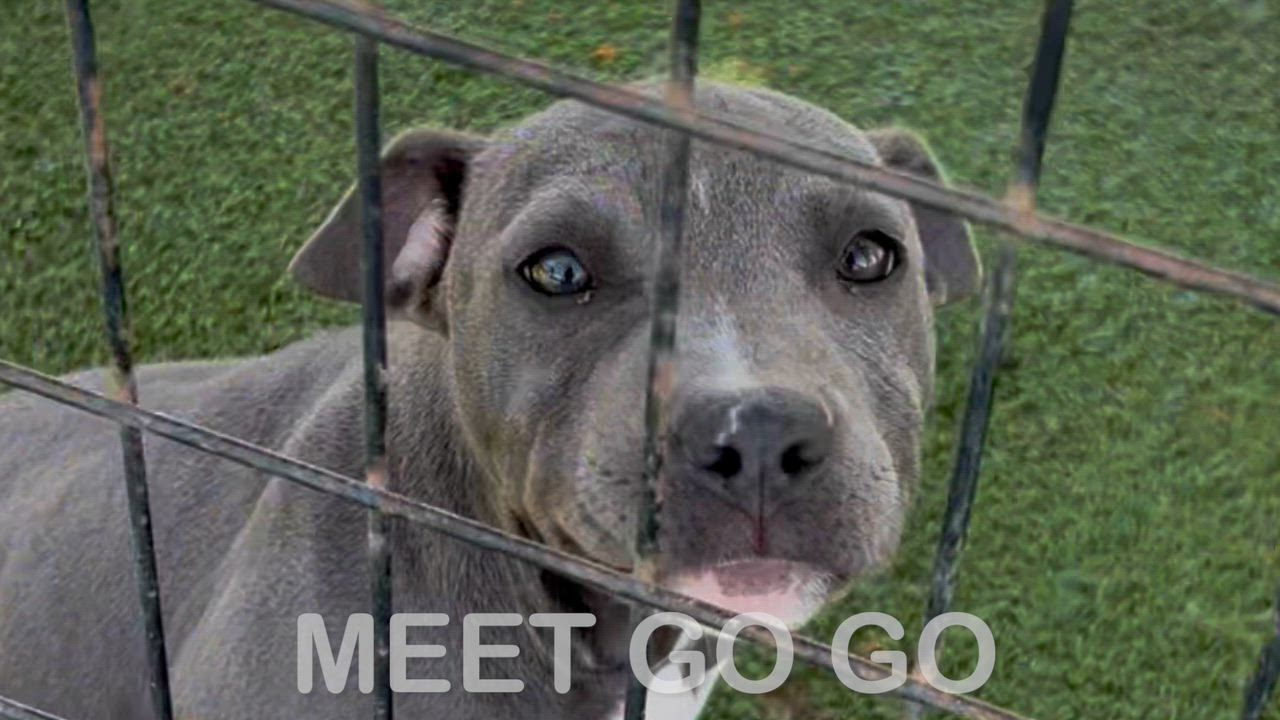Enlarge GoGo, a ADOPTABLE Pit Bull Terrier in Woodland, CA video 1/2