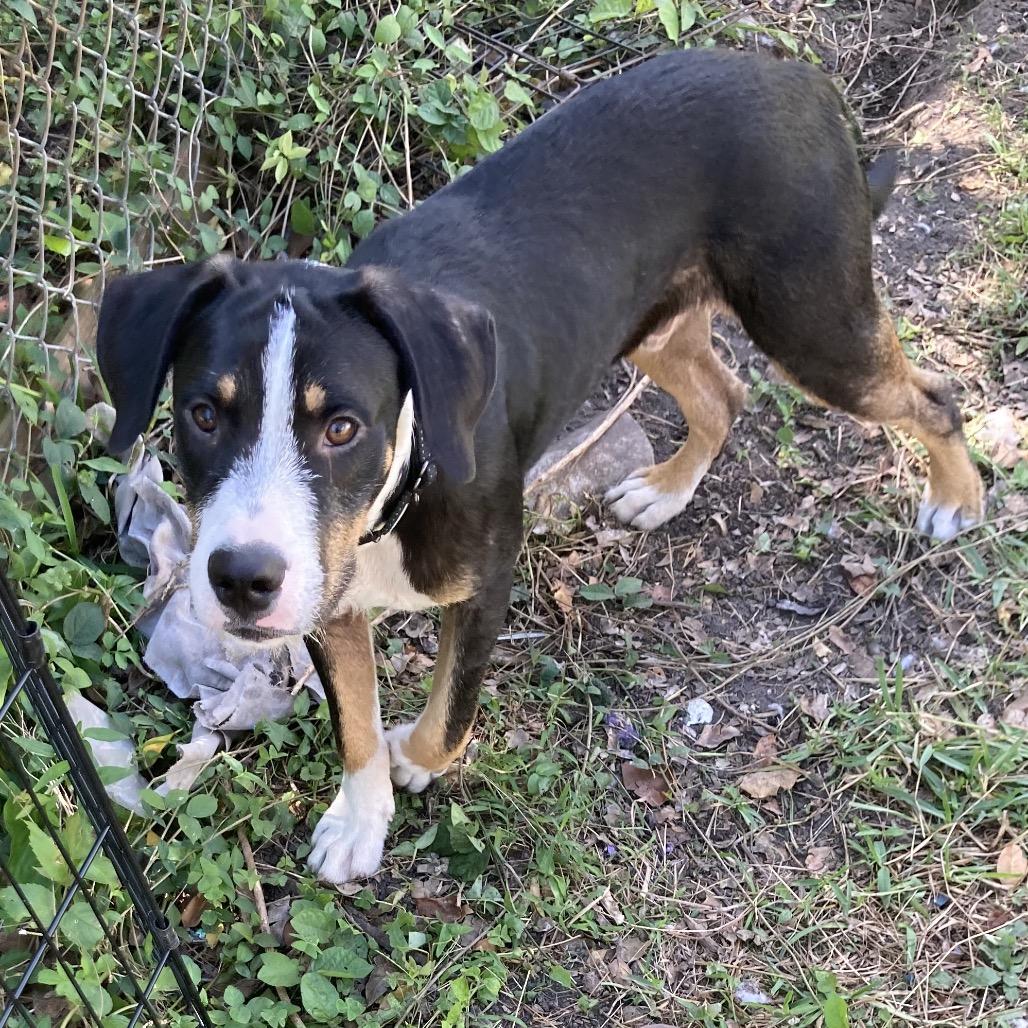 Dozer, Adoptable, Young Male Coonhound & Mixed Breed.