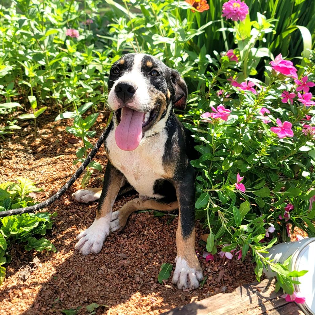 Enlarge Dozer, a Adoptable mixed breed in New Orleans, LA image 2/6