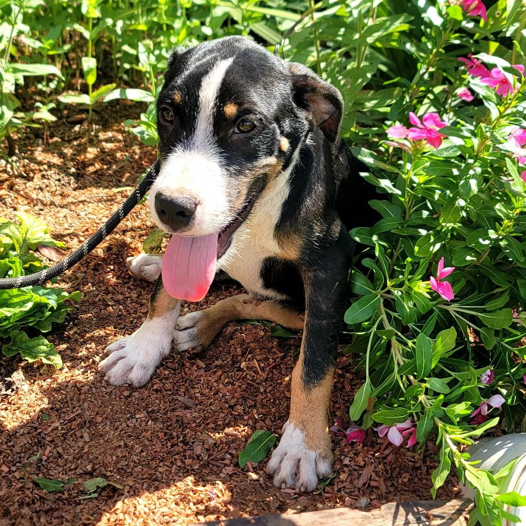 Enlarge Dozer, a Adoptable mixed breed in New Orleans, LA image 5/6