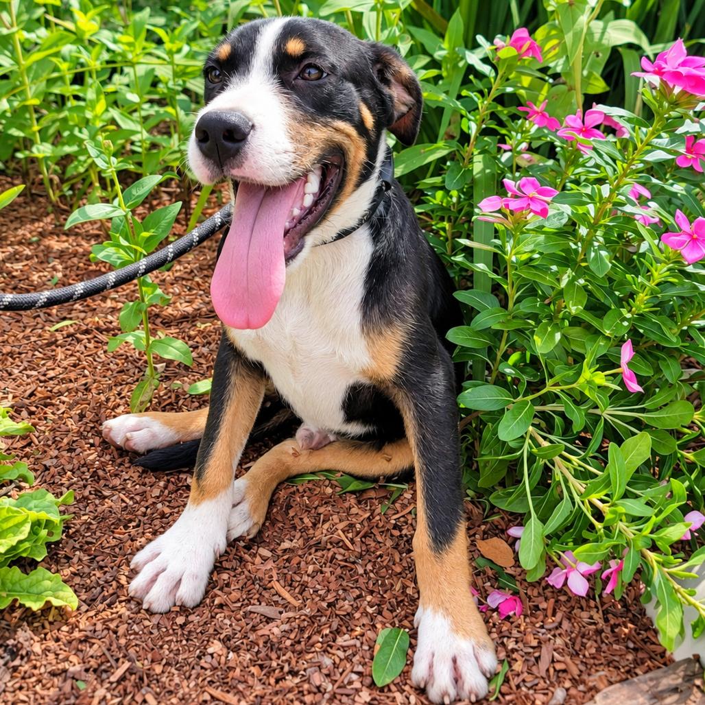 Enlarge Dozer, a Adoptable mixed breed in New Orleans, LA image 6/6