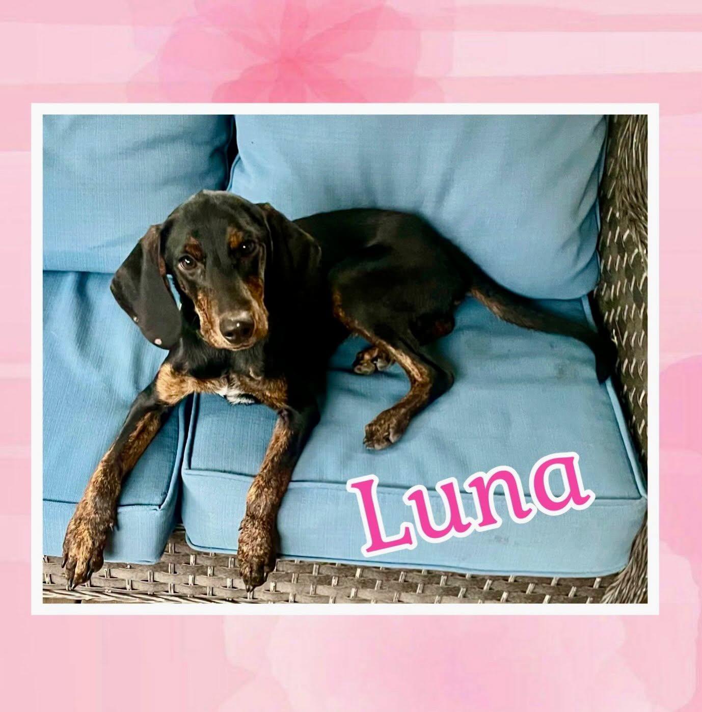 Enlarge Luna, a Adoptable mixed breed in Raleigh, NC image 1/5