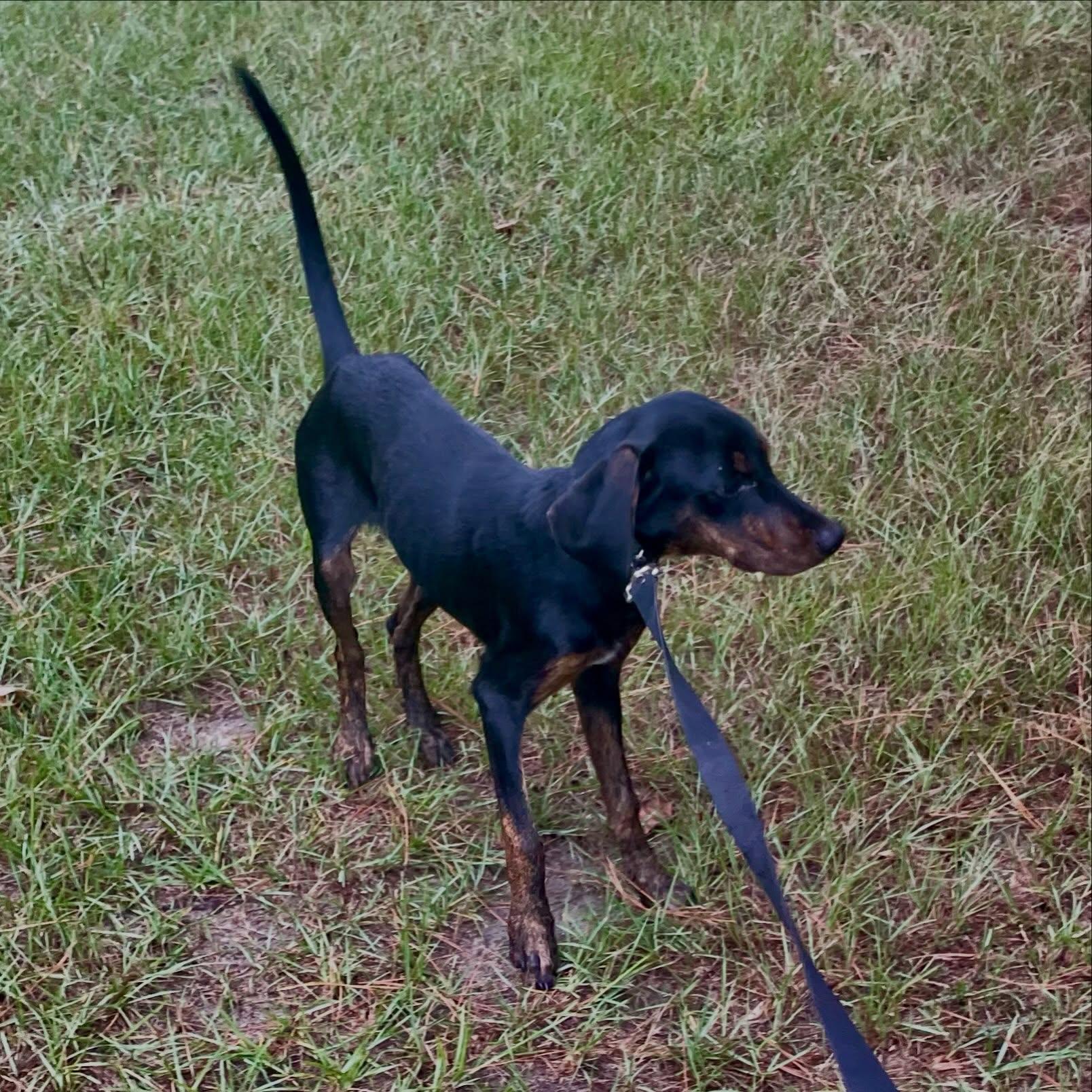 Enlarge Luna, a Adoptable mixed breed in Raleigh, NC image 2/5