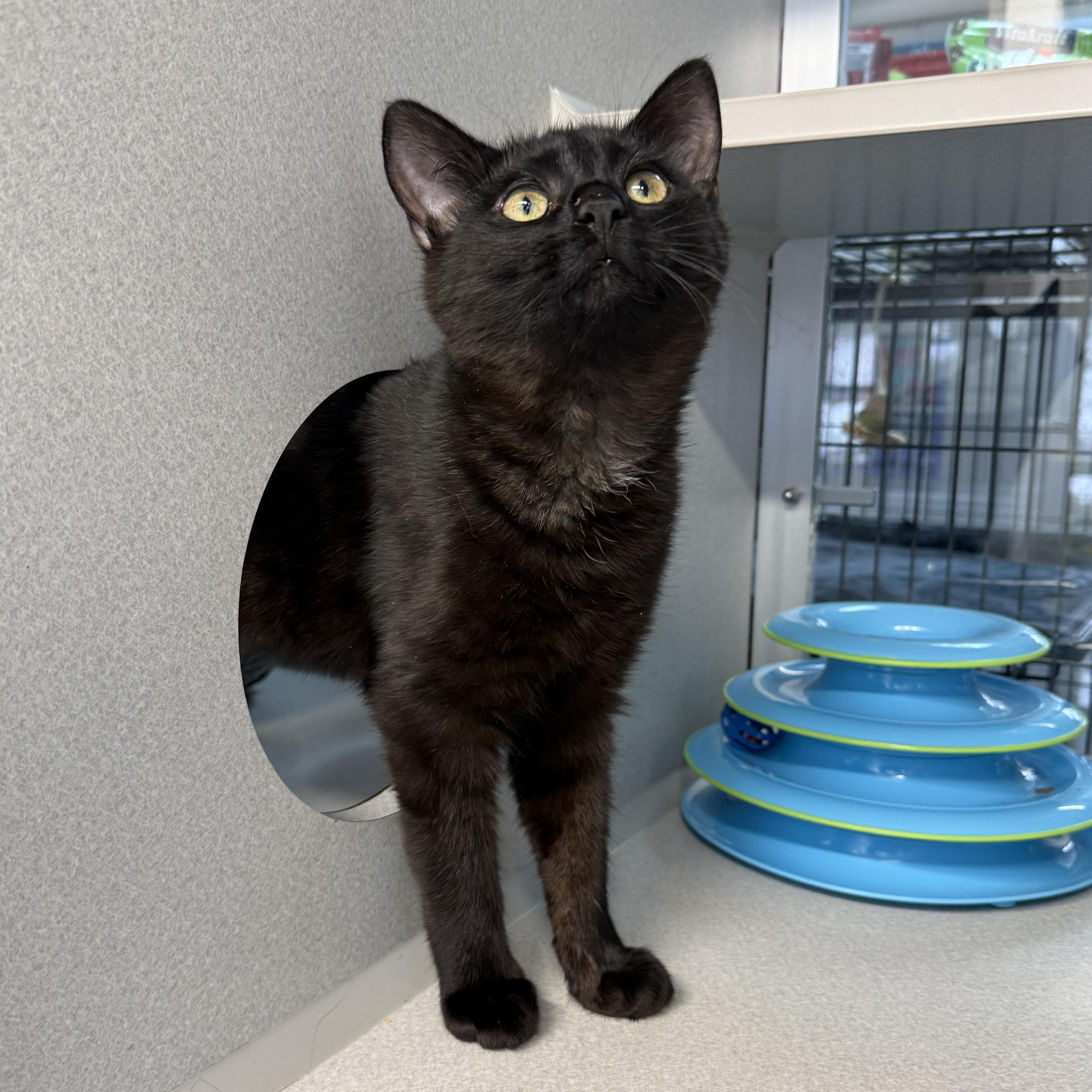 Maverick & Misha, adopted, Kitten Male Domestic Short Hair.