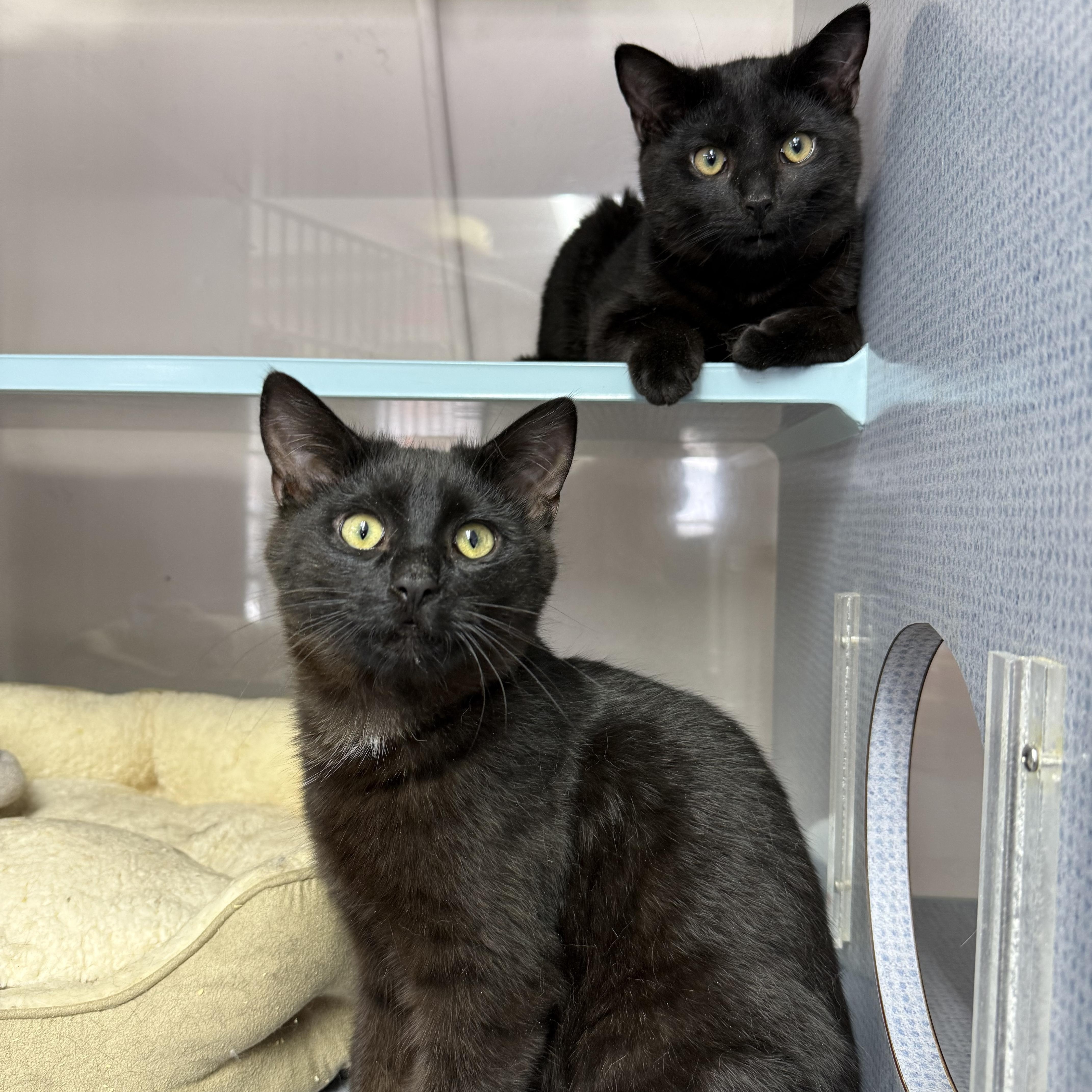 Enlarge Maverick & Misha, an adopted mixed breed in West Milford, NJ image 4/4