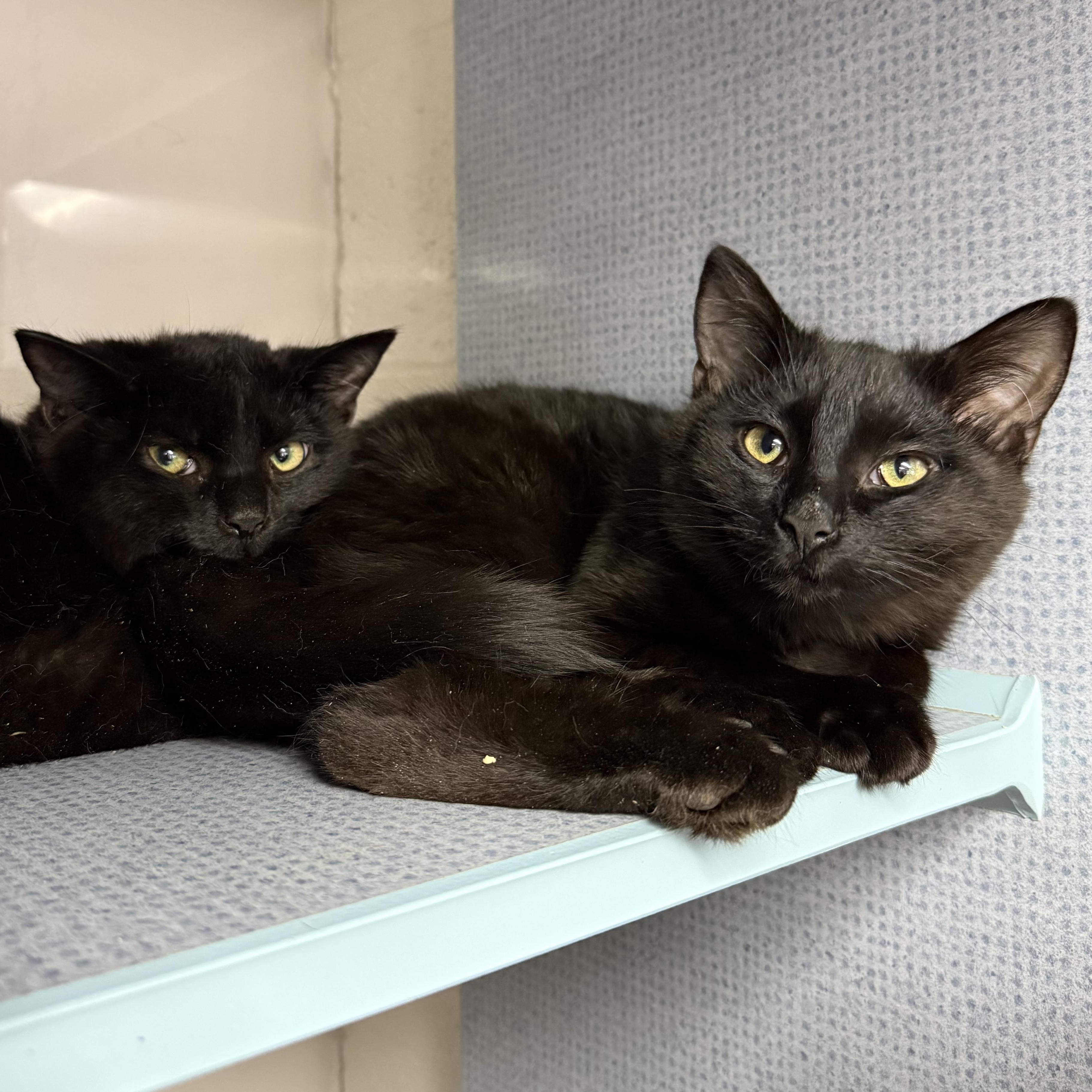 Enlarge Maverick & Misha, an adopted mixed breed in West Milford, NJ image 2/4