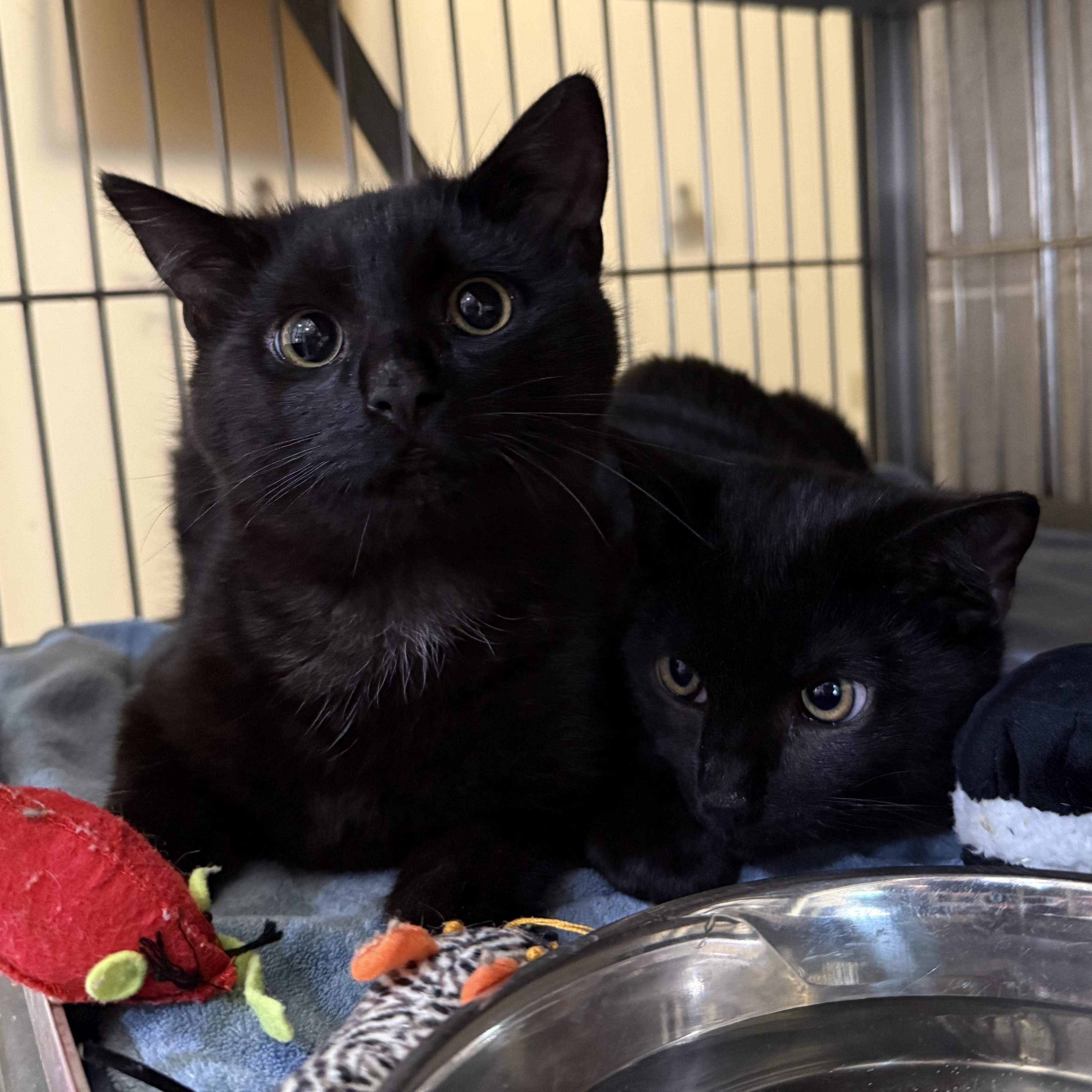 Enlarge Maverick & Misha, an adopted mixed breed in West Milford, NJ image 3/4