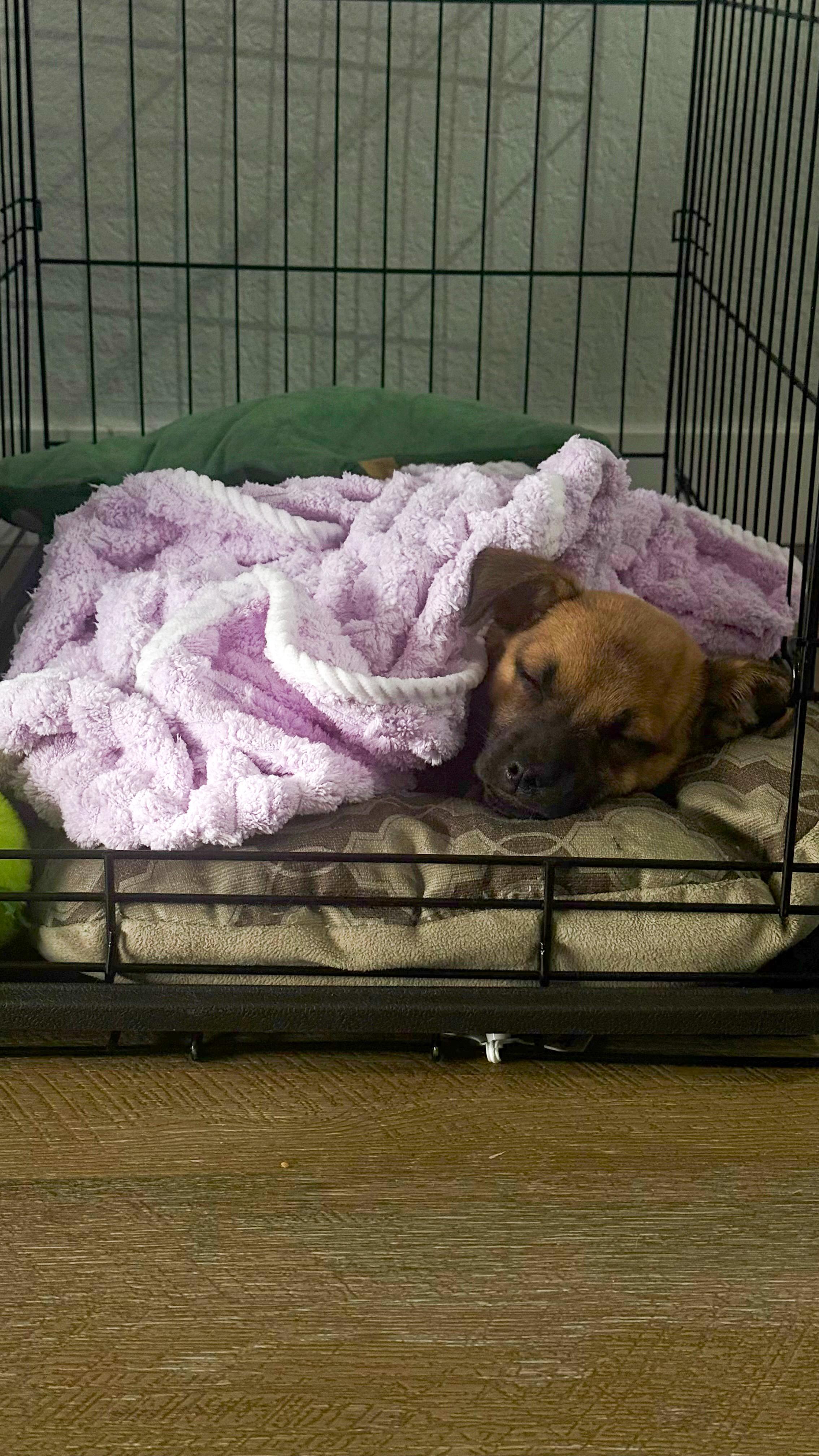 Enlarge Seraphina, an adopted mixed breed in West Hollywood, CA image 5/6