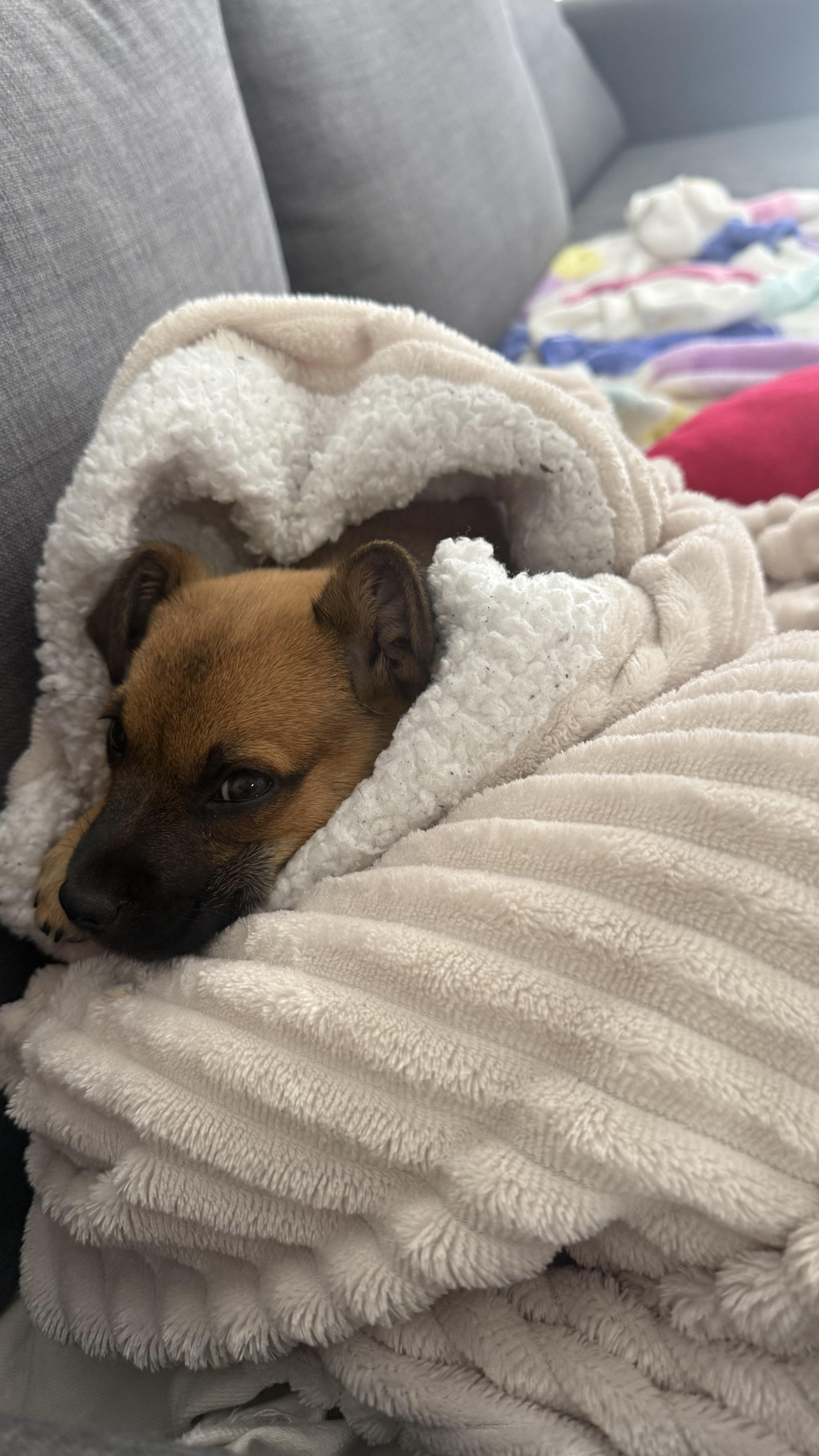 Enlarge Seraphina, an adopted mixed breed in West Hollywood, CA image 6/6