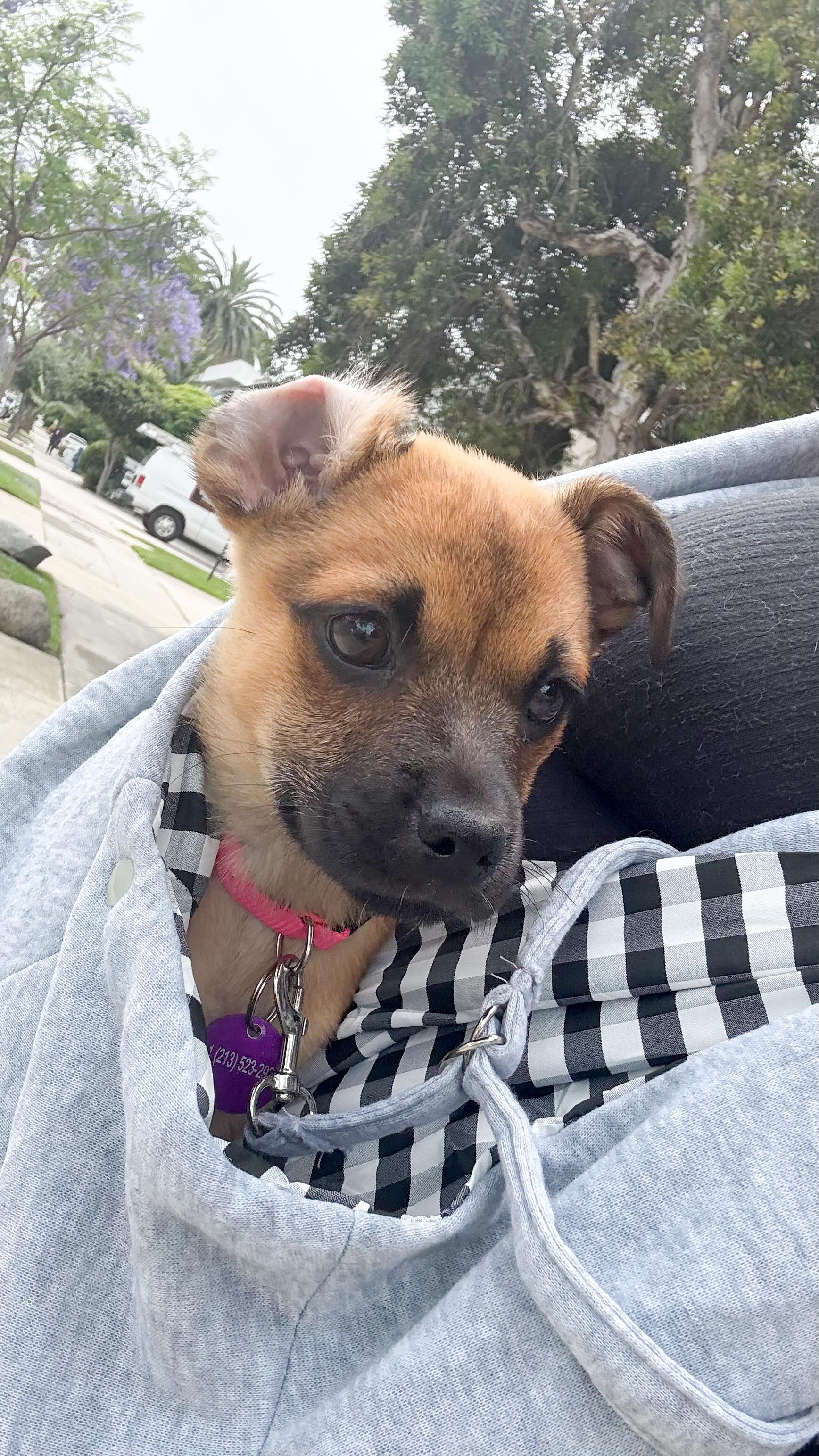 Enlarge Seraphina, an adopted mixed breed in West Hollywood, CA image 3/6