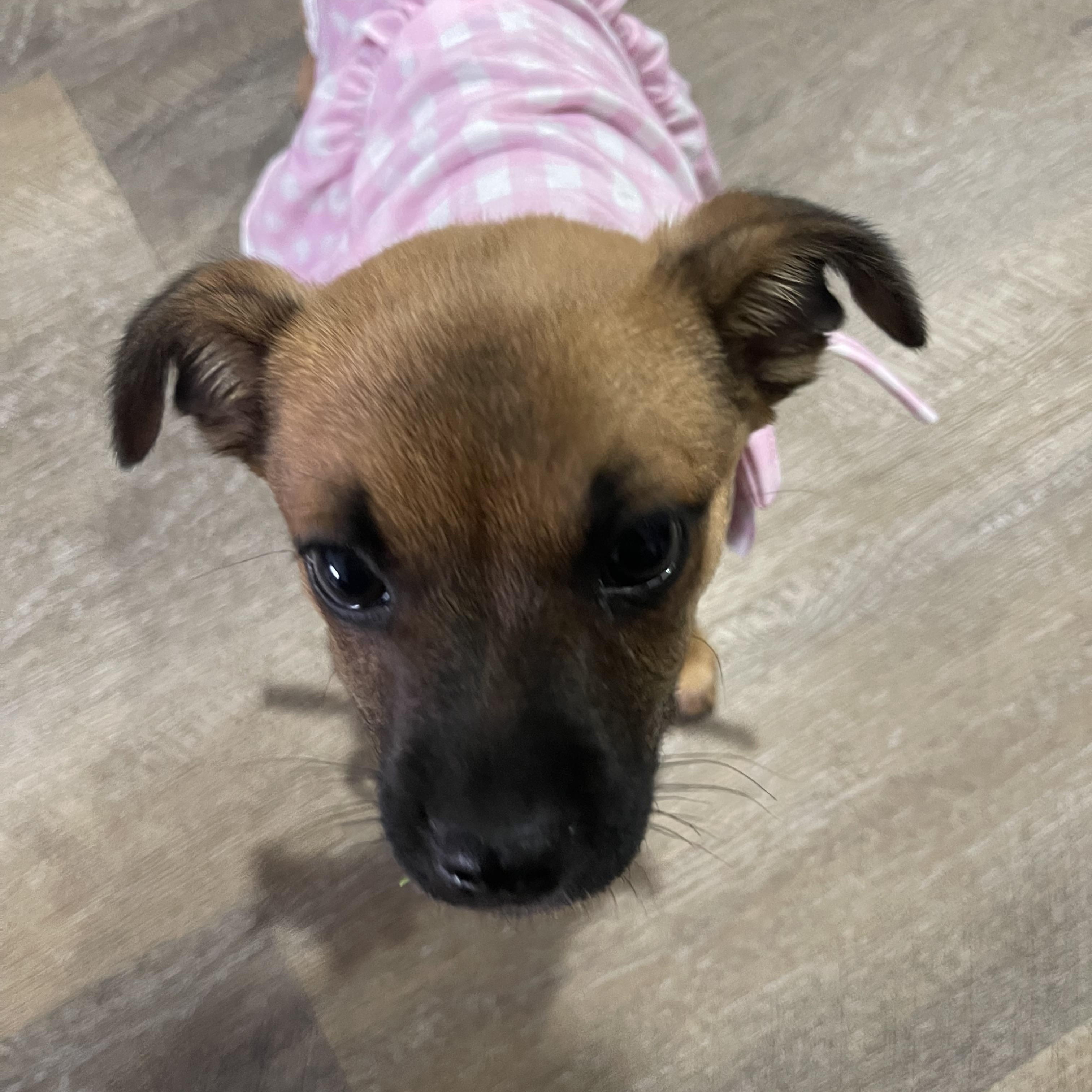 Enlarge Seraphina, an adopted mixed breed in West Hollywood, CA image 4/6