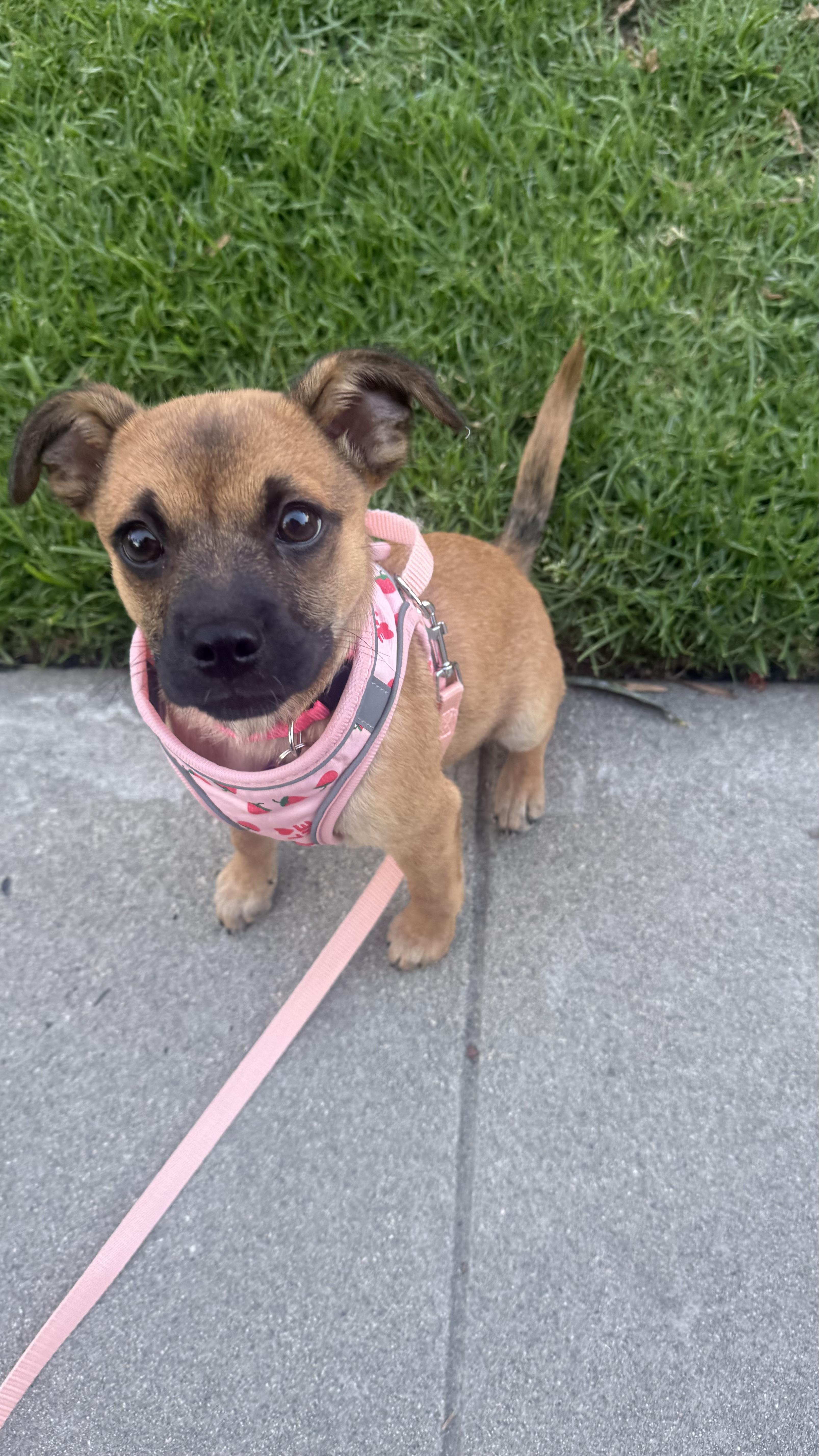 Enlarge Seraphina, an adopted mixed breed in West Hollywood, CA image 2/6