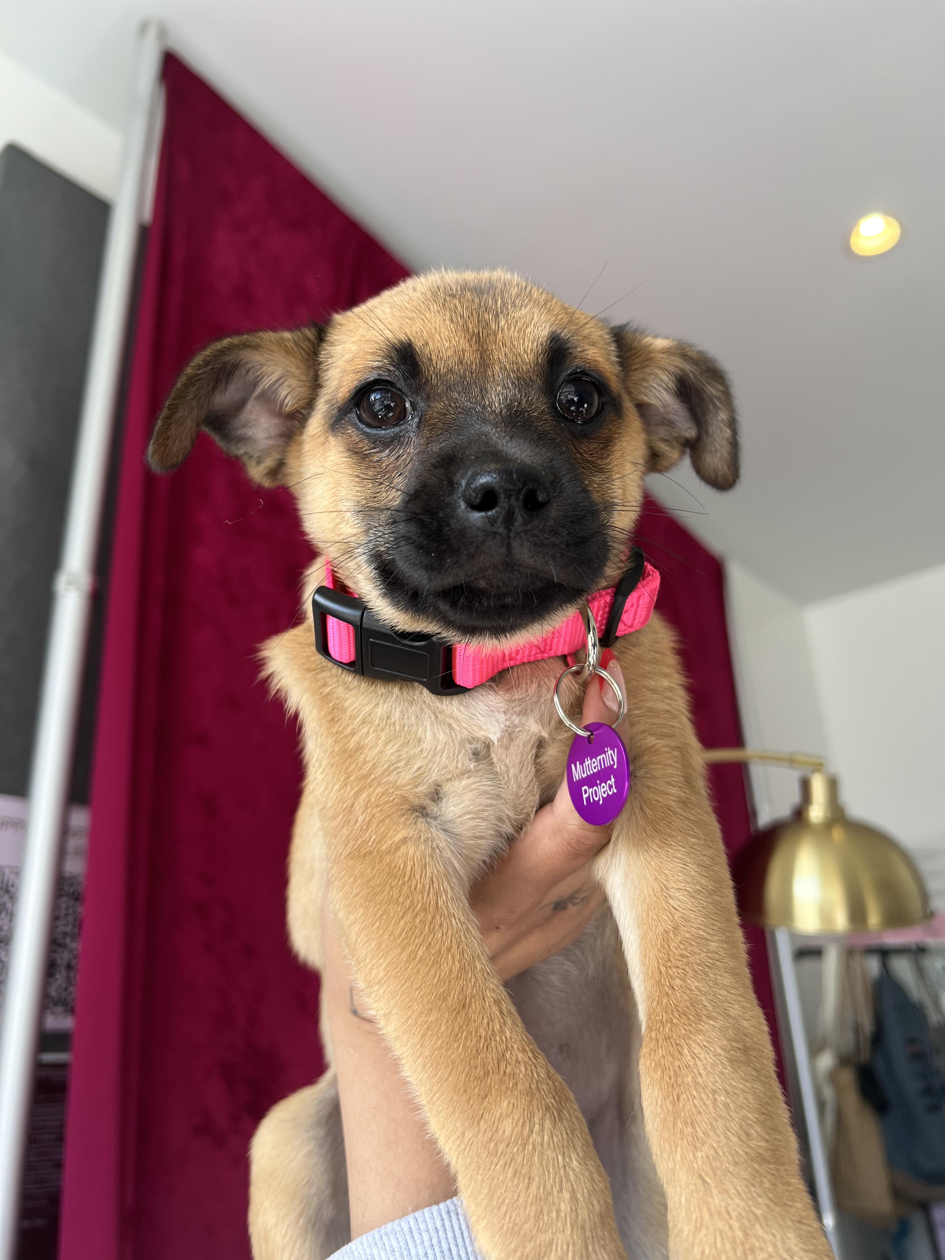 Enlarge Seraphina, an adopted mixed breed in West Hollywood, CA image 1/6