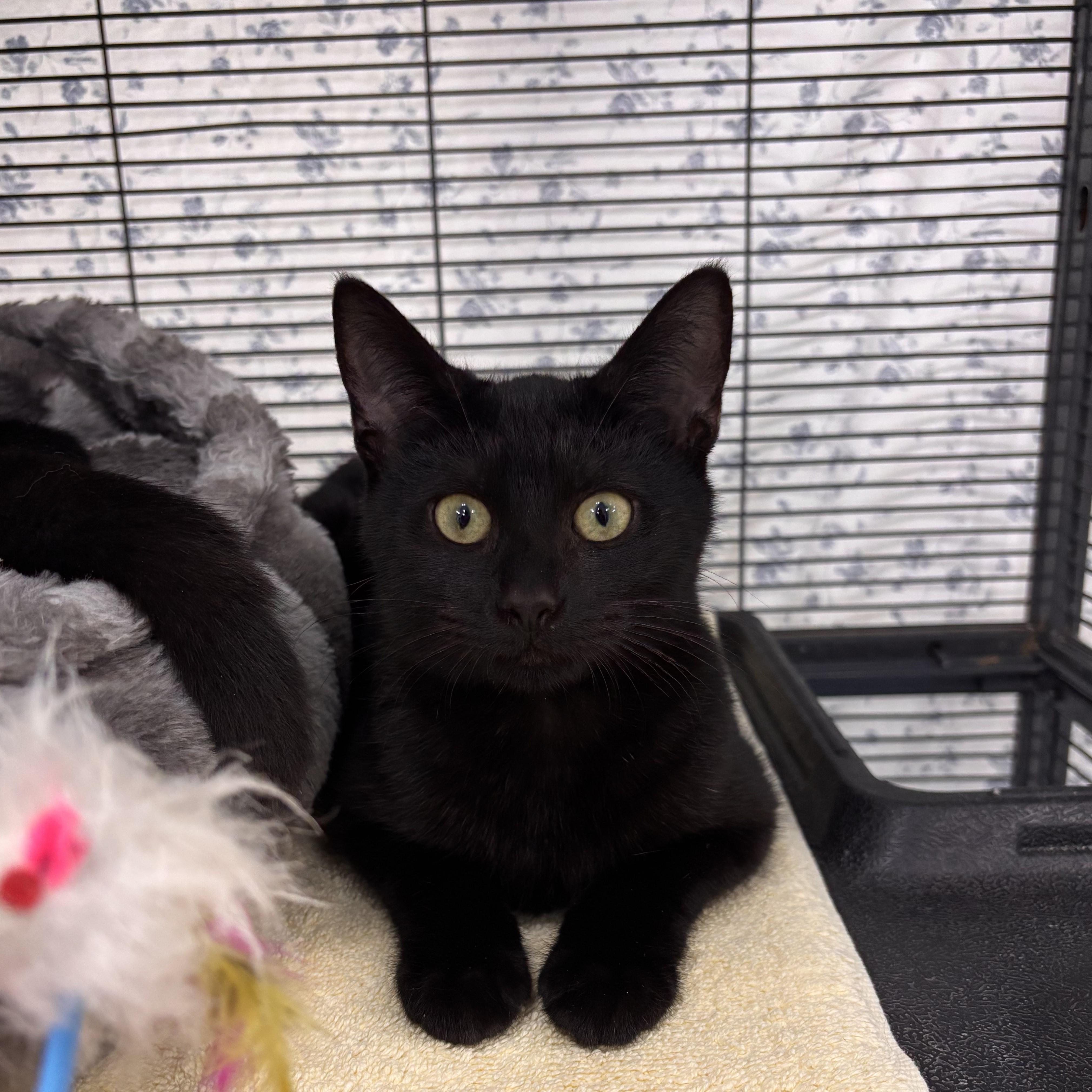 Oatmeal Raisin , a Adoptable Domestic Short Hair in Charleston, SC image 1/2