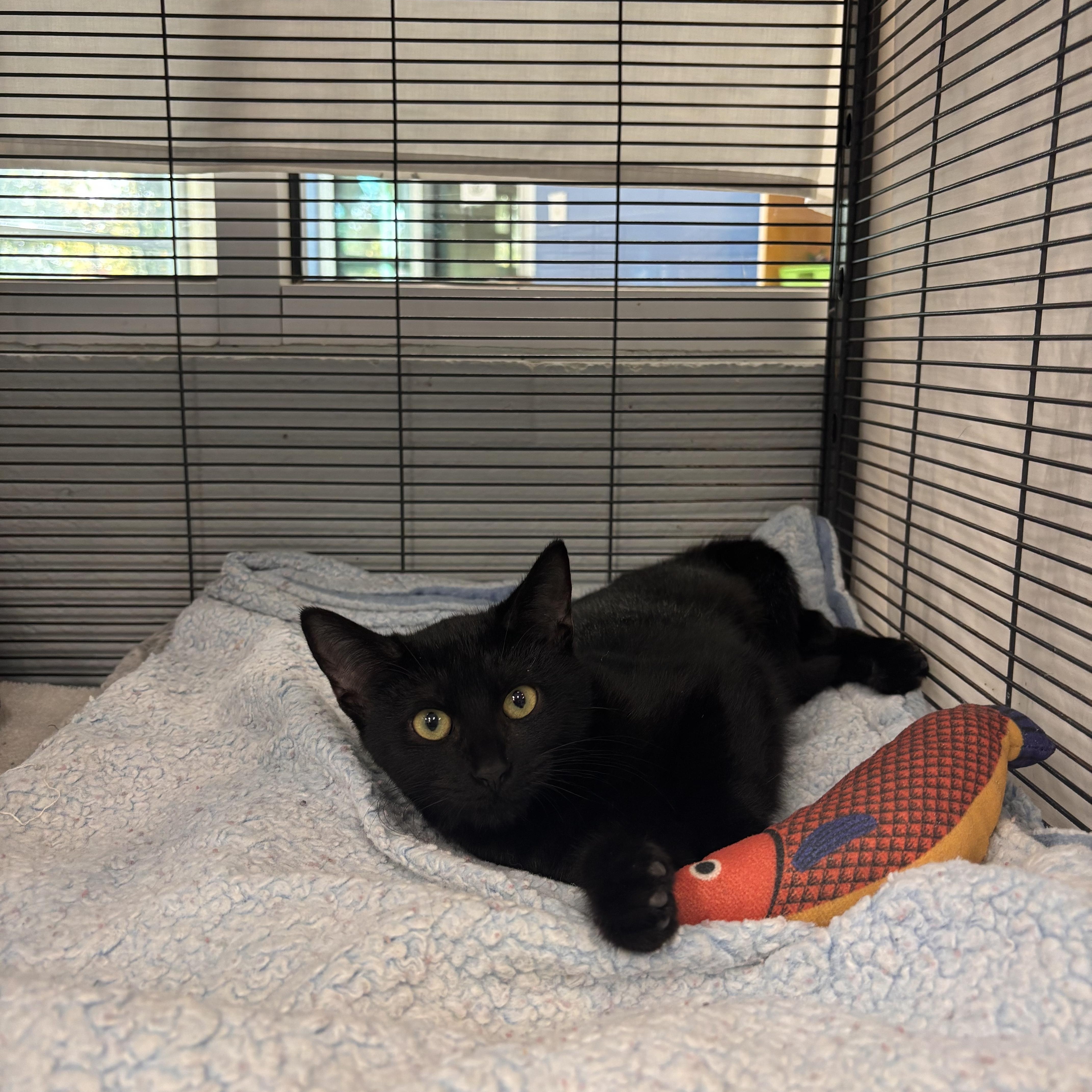 Oatmeal Raisin , a Adoptable Domestic Short Hair in Charleston, SC image 2/2