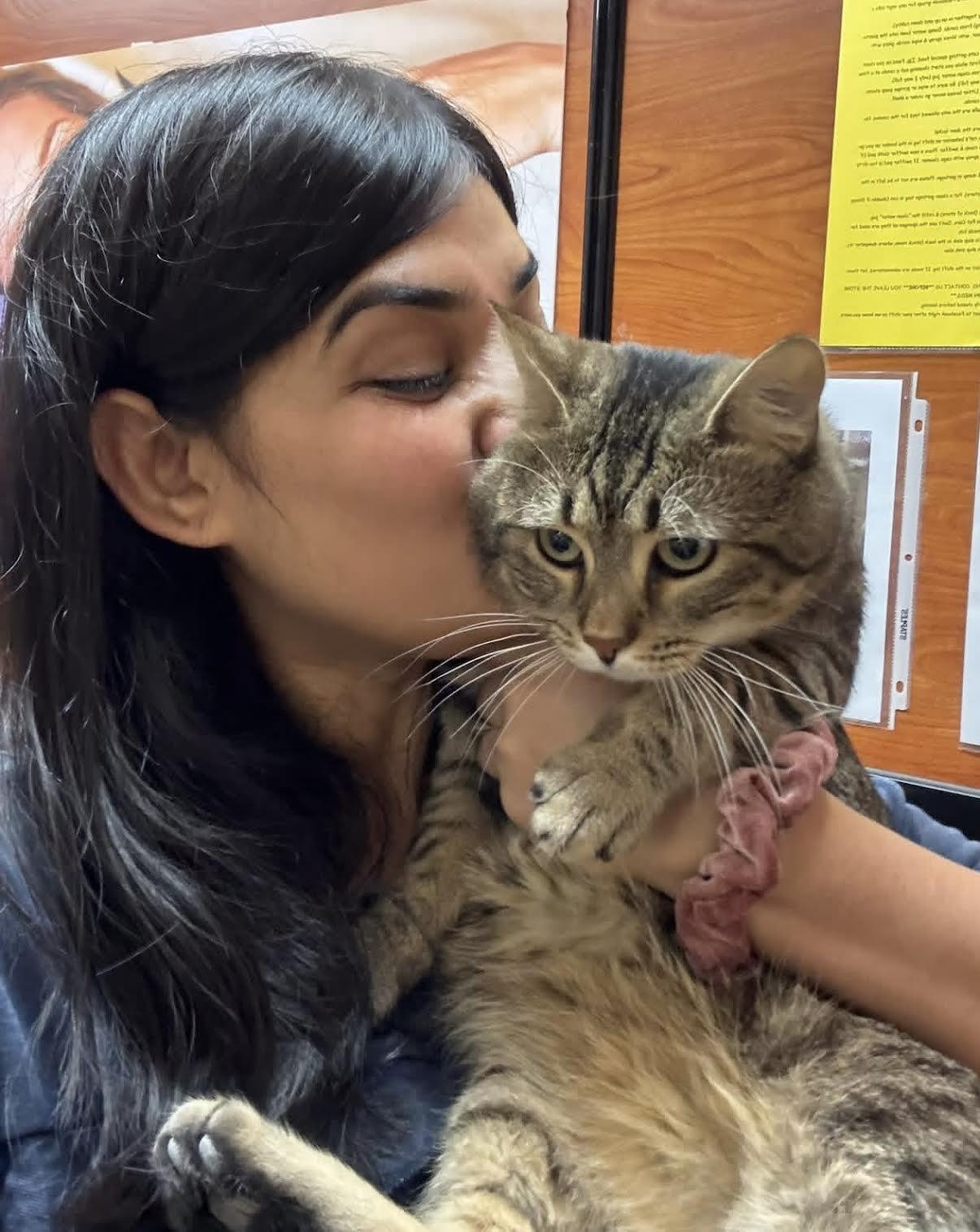 Enlarge Lynx, an adopted Domestic Short Hair in Greenburgh, NY image 2/4