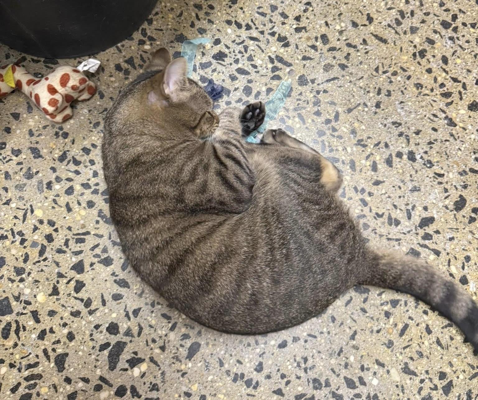 Enlarge Lynx, an adopted Domestic Short Hair in Greenburgh, NY image 4/4