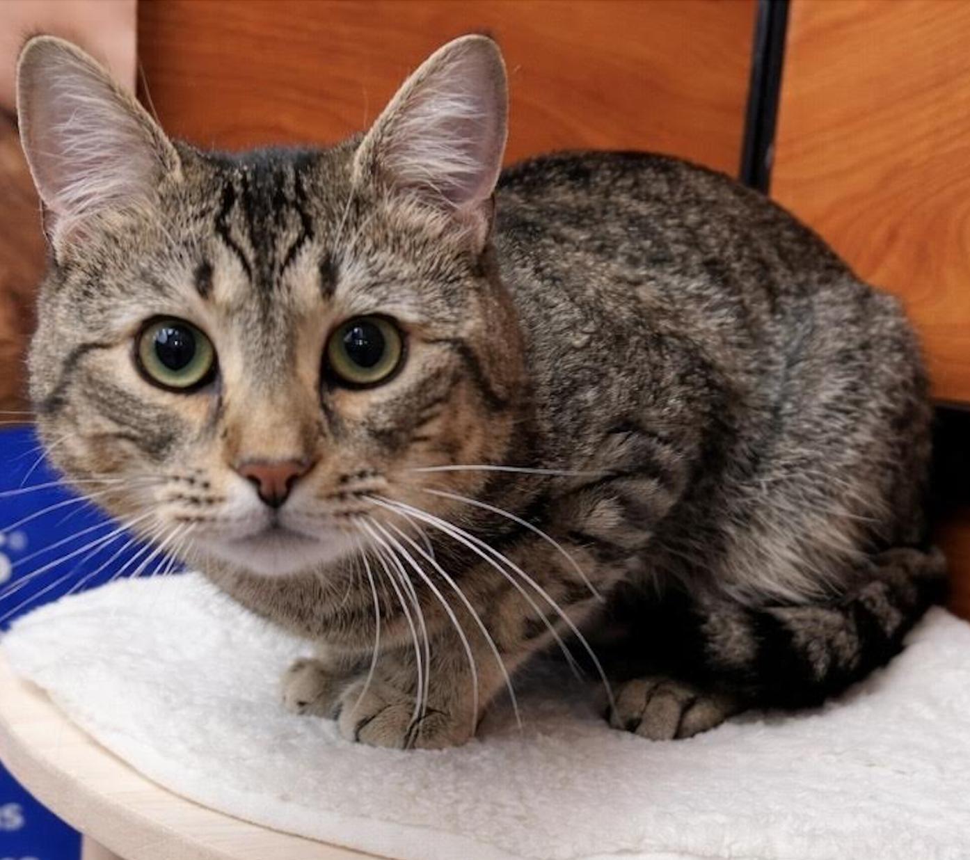 Enlarge Lynx, an adopted Domestic Short Hair in Greenburgh, NY image 3/4