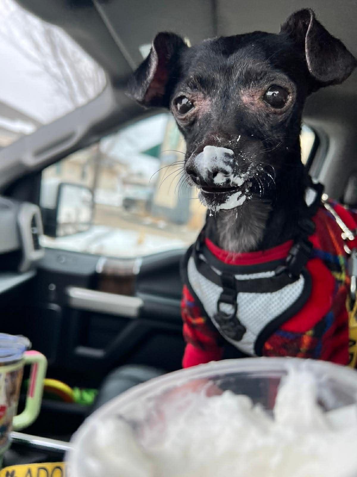 Enlarge Nito, a ADOPTABLE Chihuahua in Edmonton, AB image 3/6