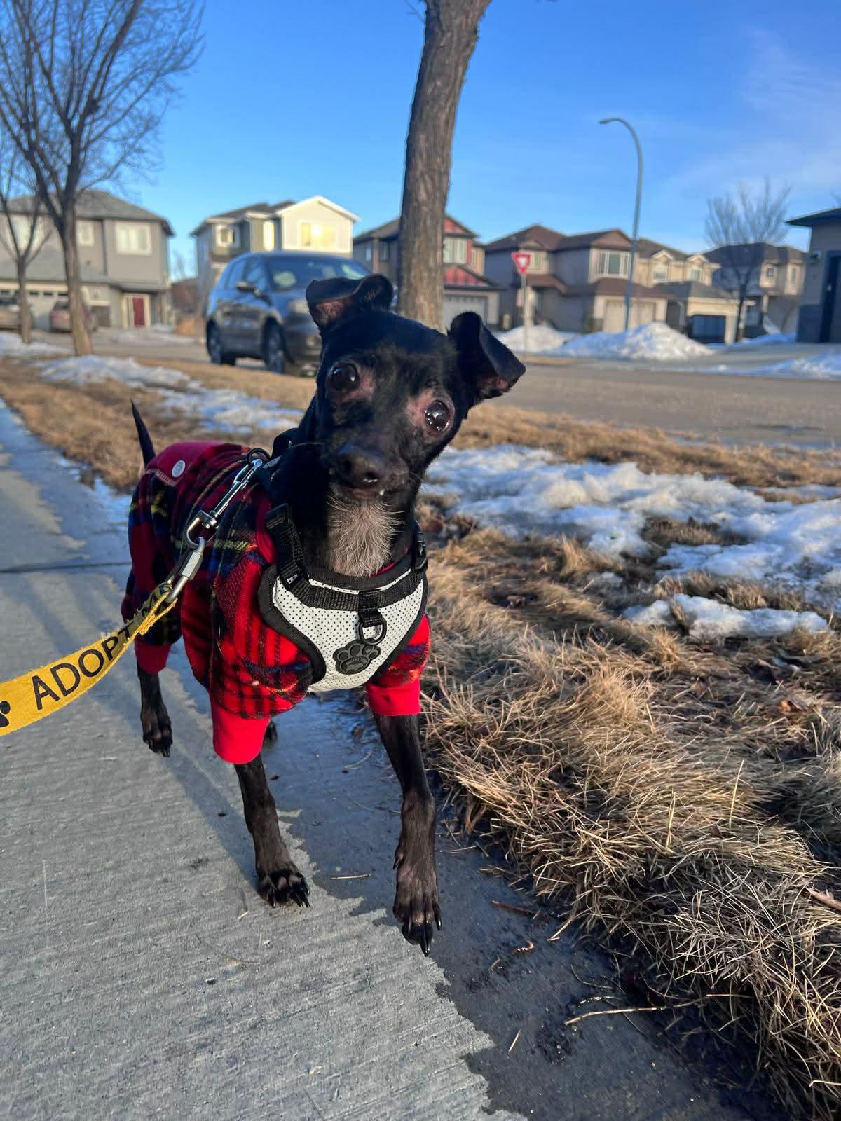 Nito, ADOPTABLE, Senior Male Chihuahua.
