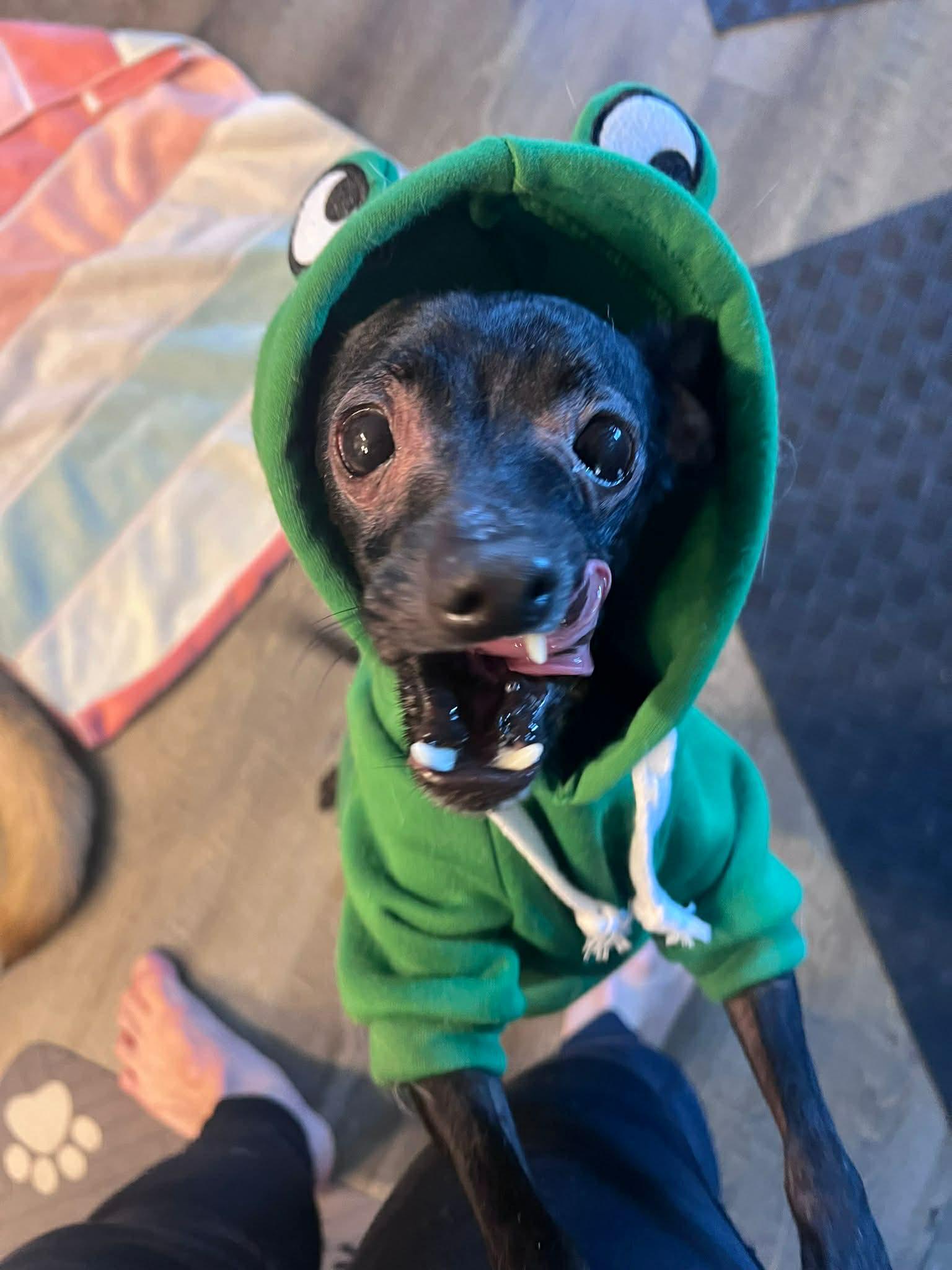 Enlarge Nito, a ADOPTABLE Chihuahua in Edmonton, AB image 6/6