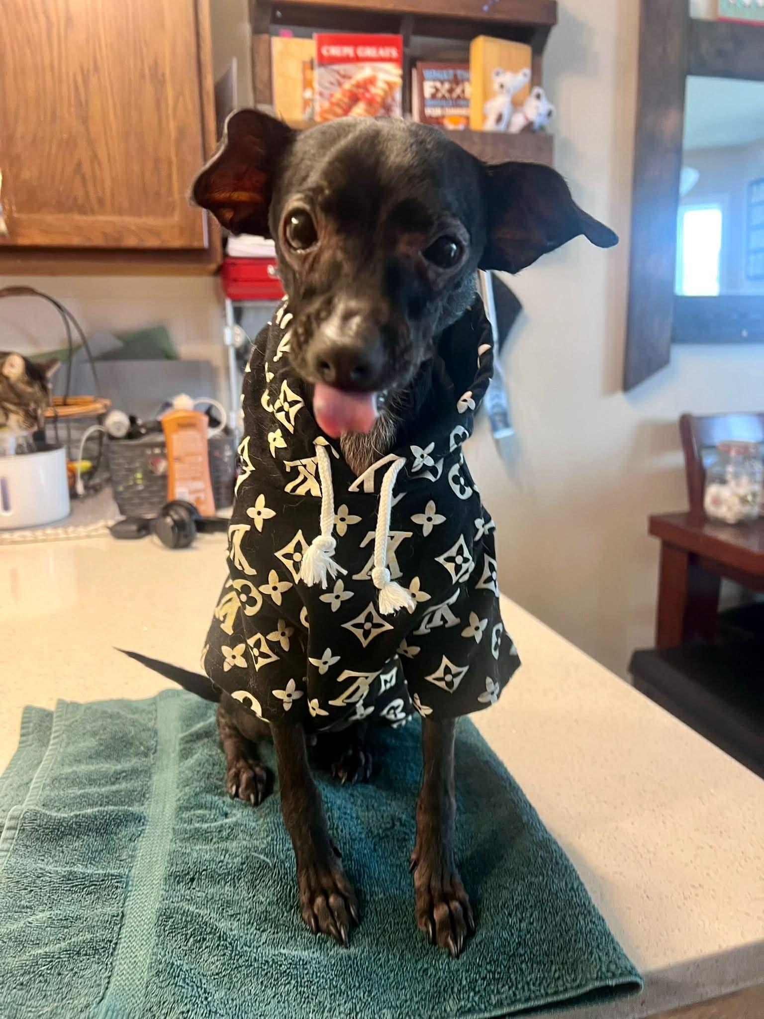 Enlarge Nito, a ADOPTABLE Chihuahua in Edmonton, AB image 5/6