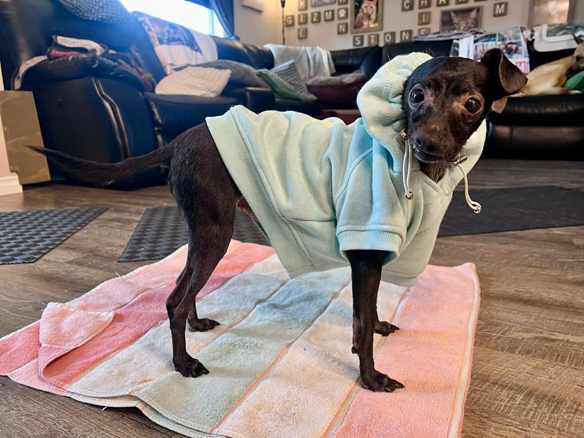 Enlarge Nito, a ADOPTABLE Chihuahua in Edmonton, AB image 2/6