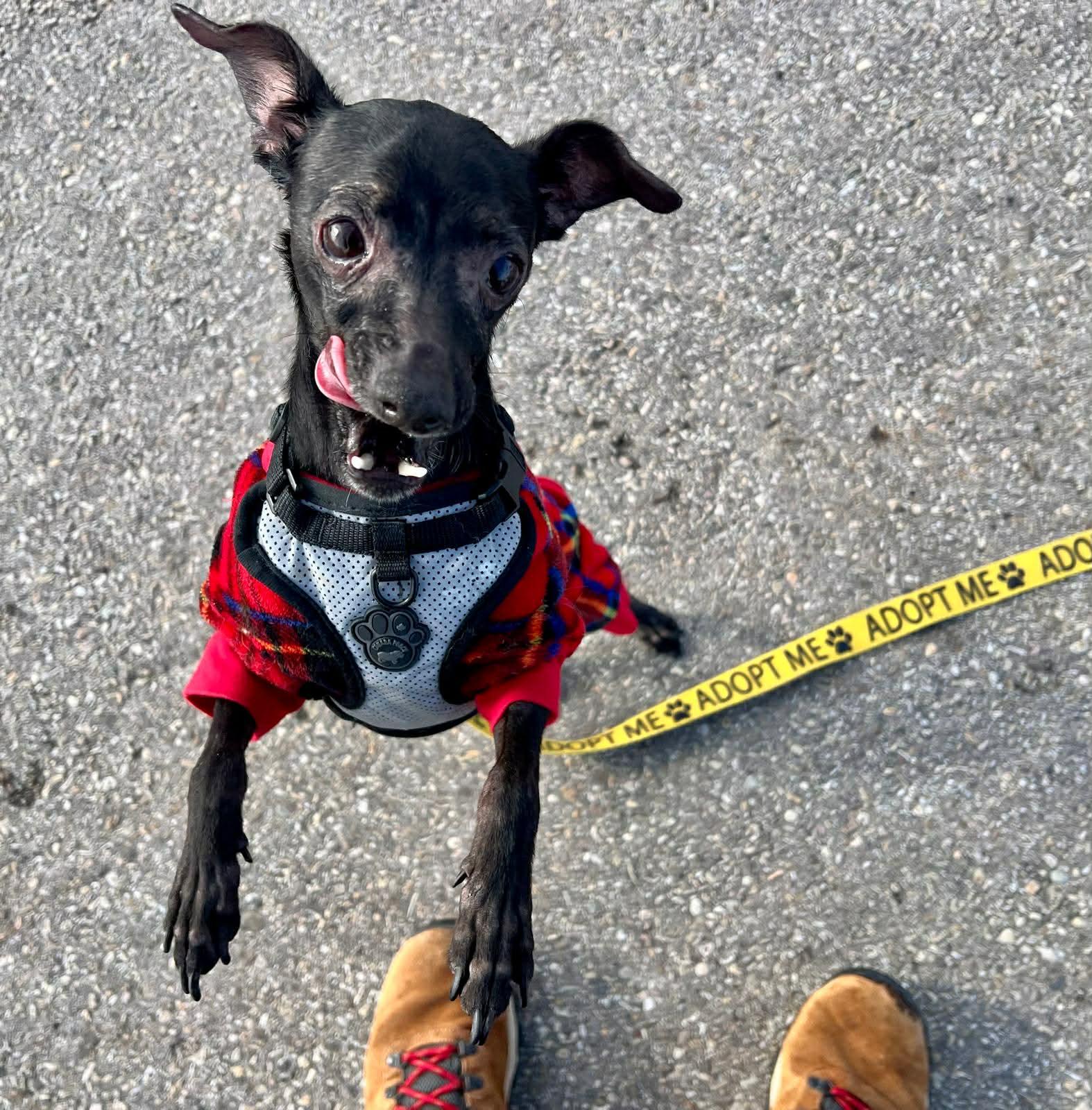 Enlarge Nito, a ADOPTABLE Chihuahua in Edmonton, AB image 4/6