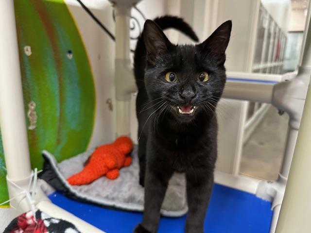 SUNNY, Adoptable, Kitten Male Domestic Short Hair.