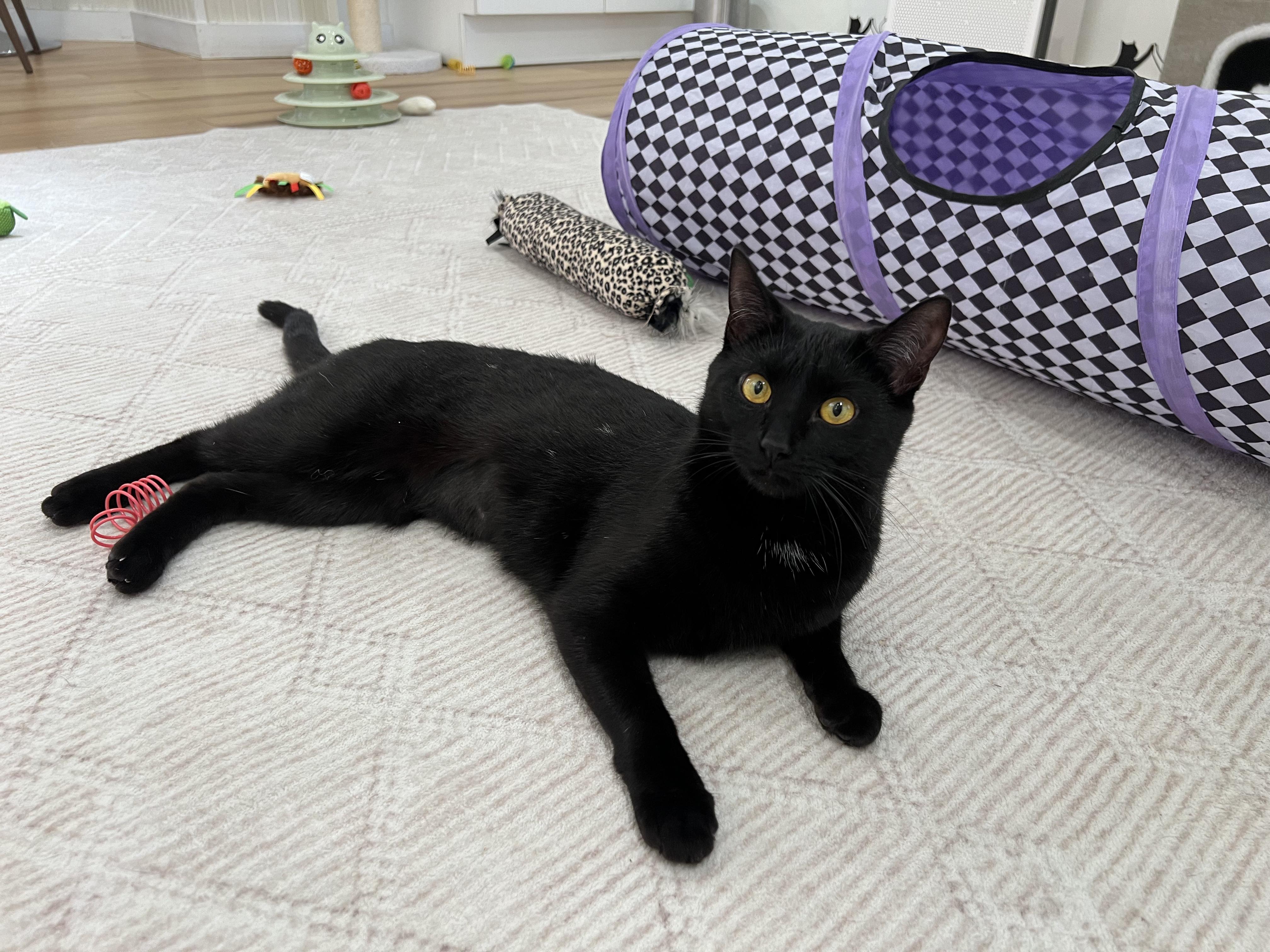 Lovey, a ADOPTABLE Domestic Short Hair in Old Saybrook, CT image 1/2